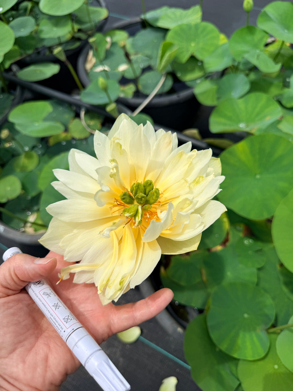 Yellow Jade Bowl Lotus (Bare Root)
