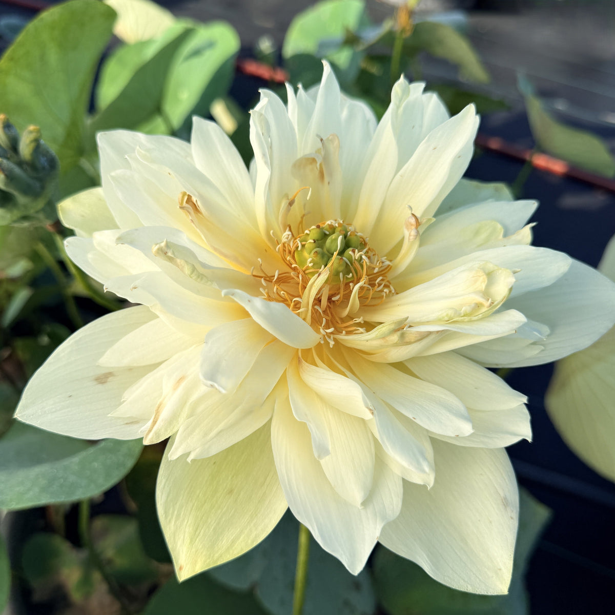 Yellow Jade Bowl Lotus (Bare Root)