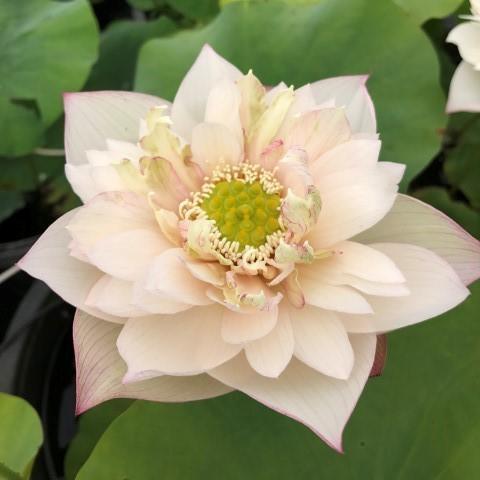 A Fortune in Flowers - Almost Purple Lotus (Bare Root) - Play It Koi