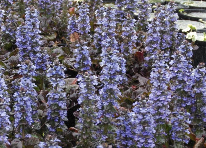 Ajuga ruptans 'Catlins Giant' (Bare Root) - Play It Koi