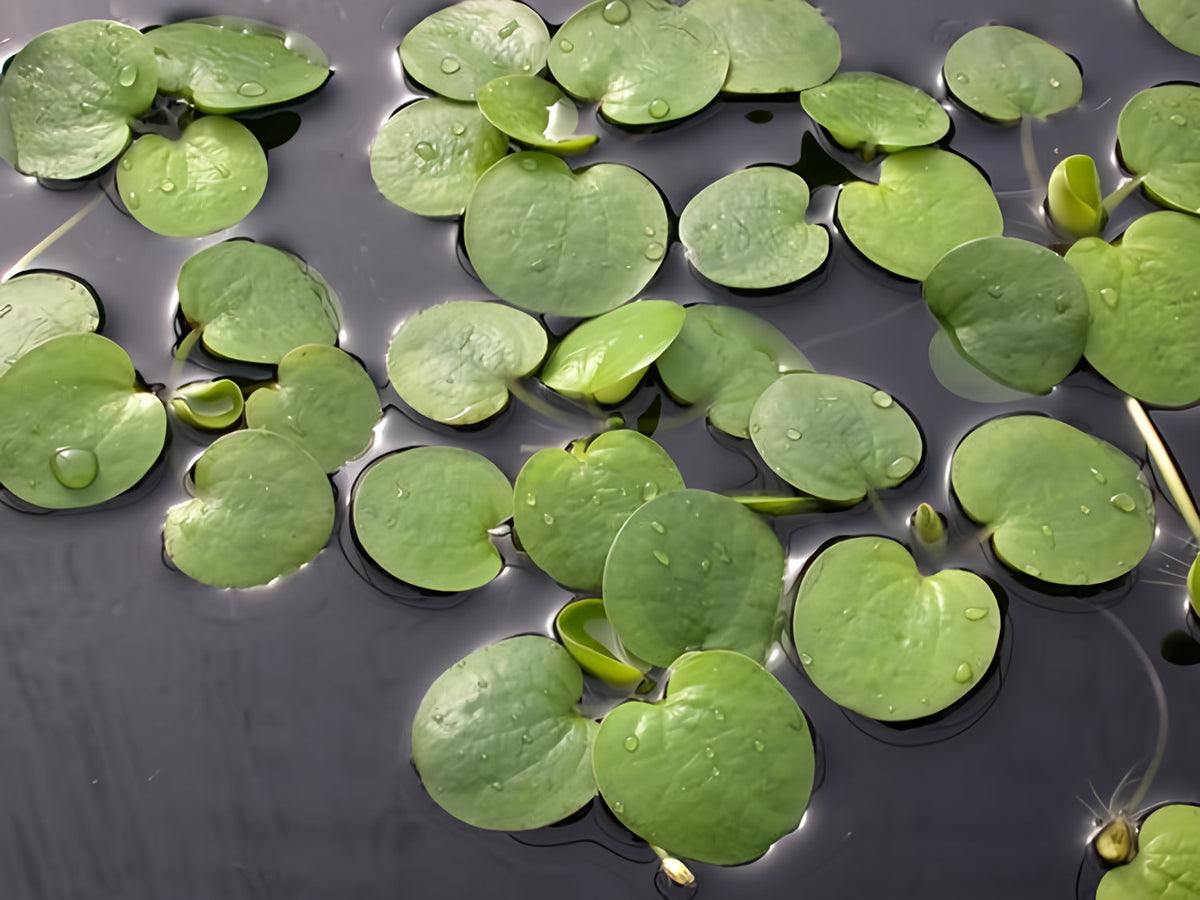 American Frogbit - Limnobium Spongia - Play It Koi