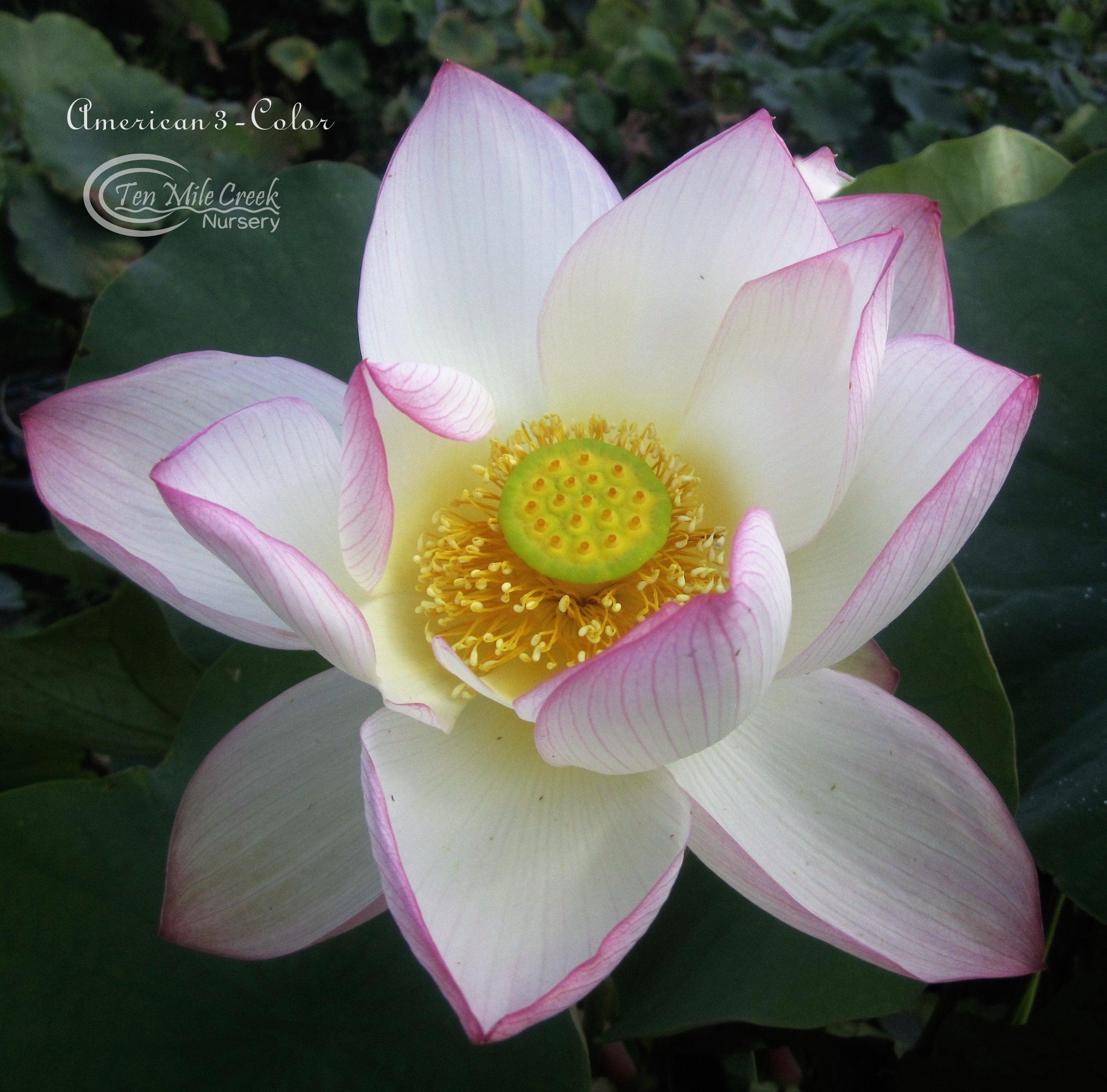 American Three-Color Lotus (Bare Root) - Play It Koi