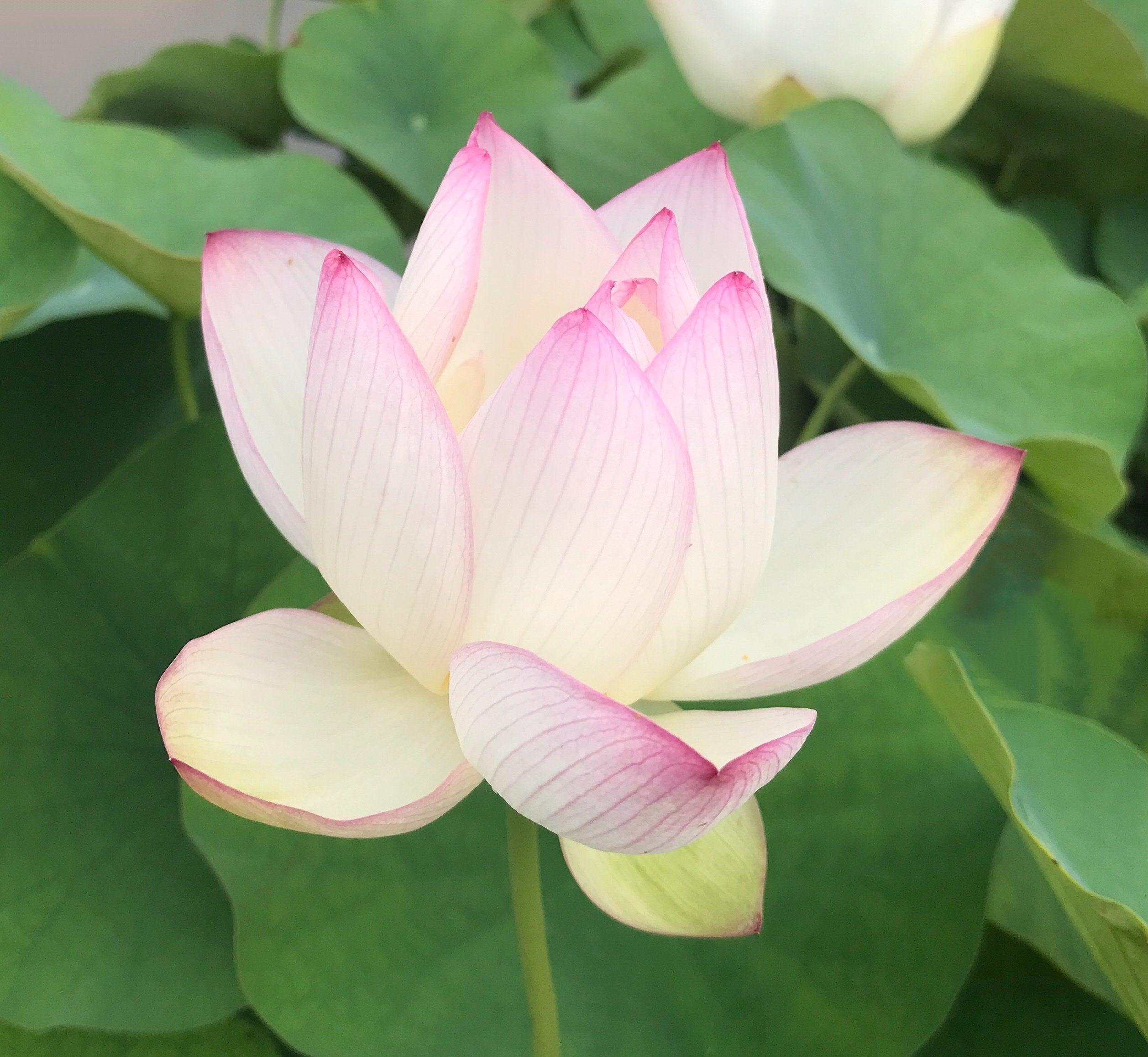 American Three-Color Lotus (Bare Root) - Play It Koi