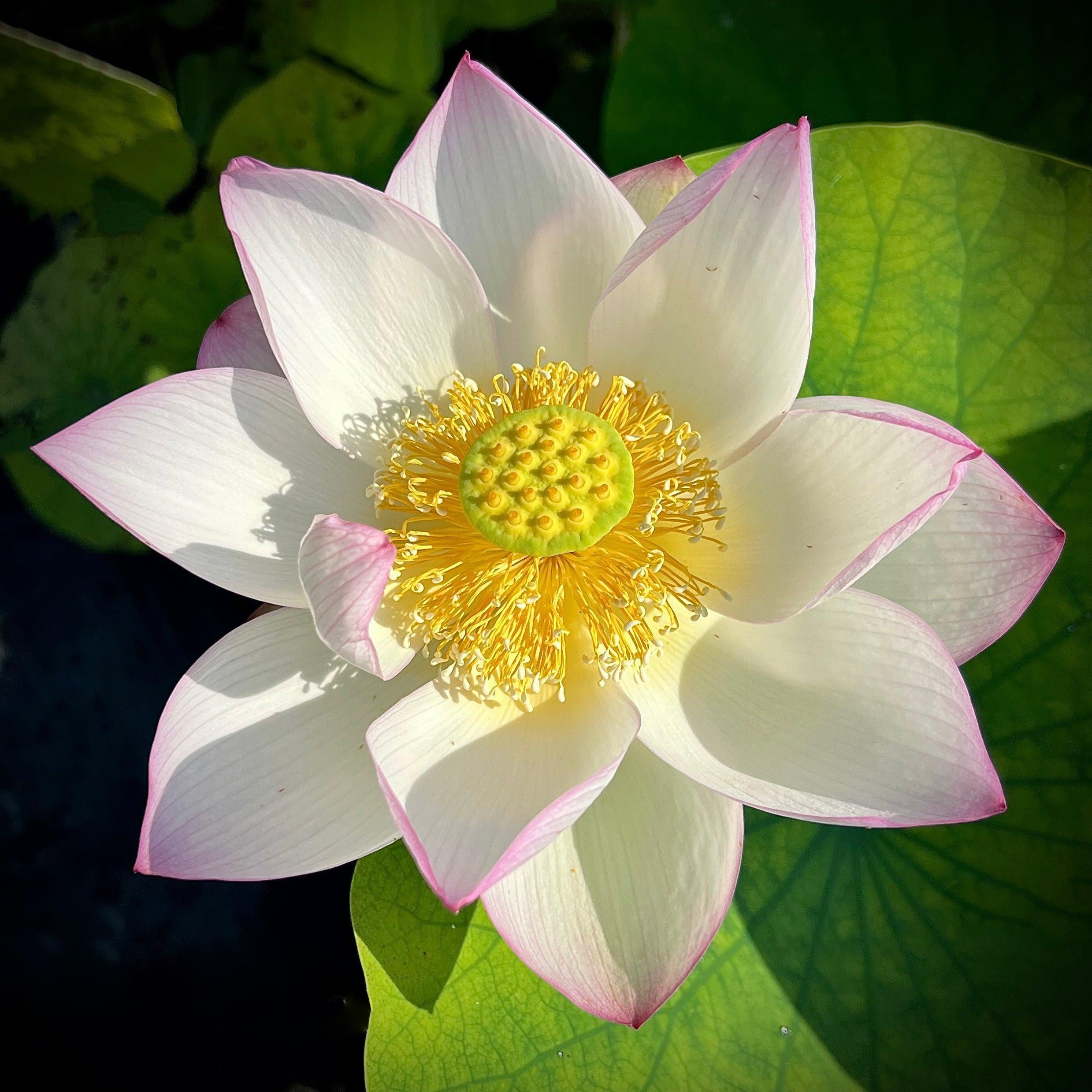 American Three-Color Lotus (Bare Root) - Play It Koi