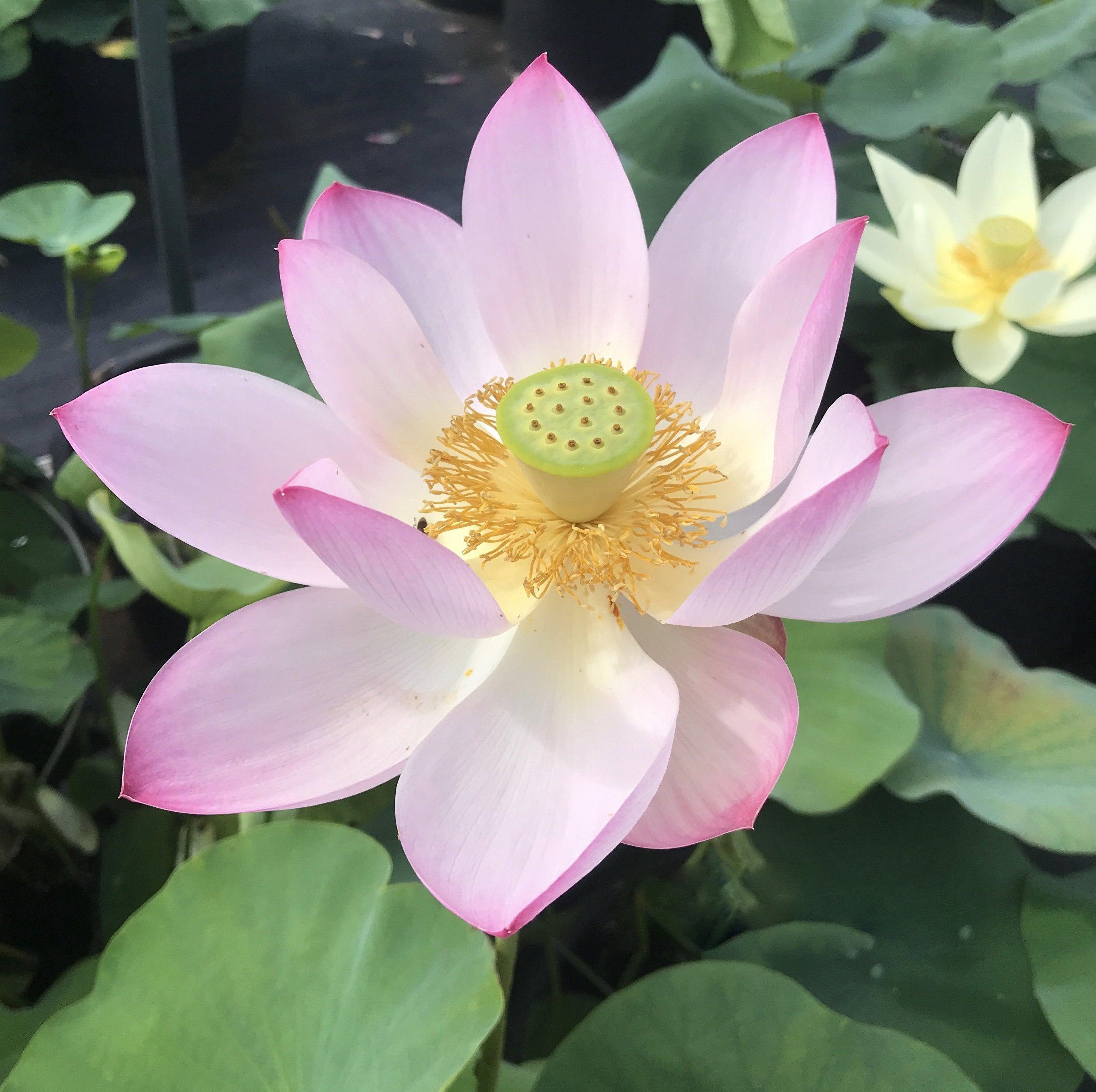 Ancient Chinese Lotus Lotus (Bare Root) - Play It Koi