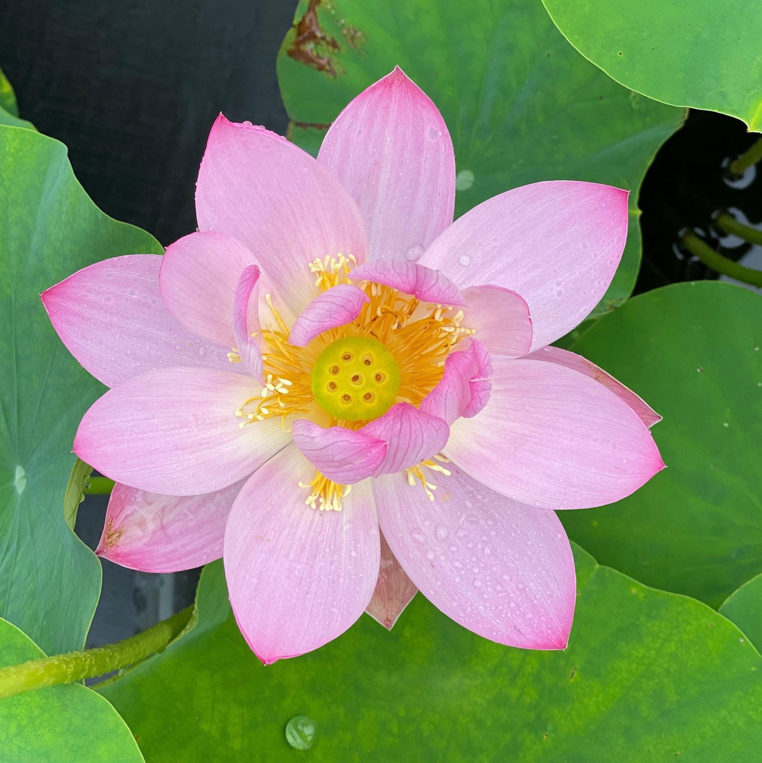 Ancient Chinese Lotus Lotus (Bare Root) - Play It Koi