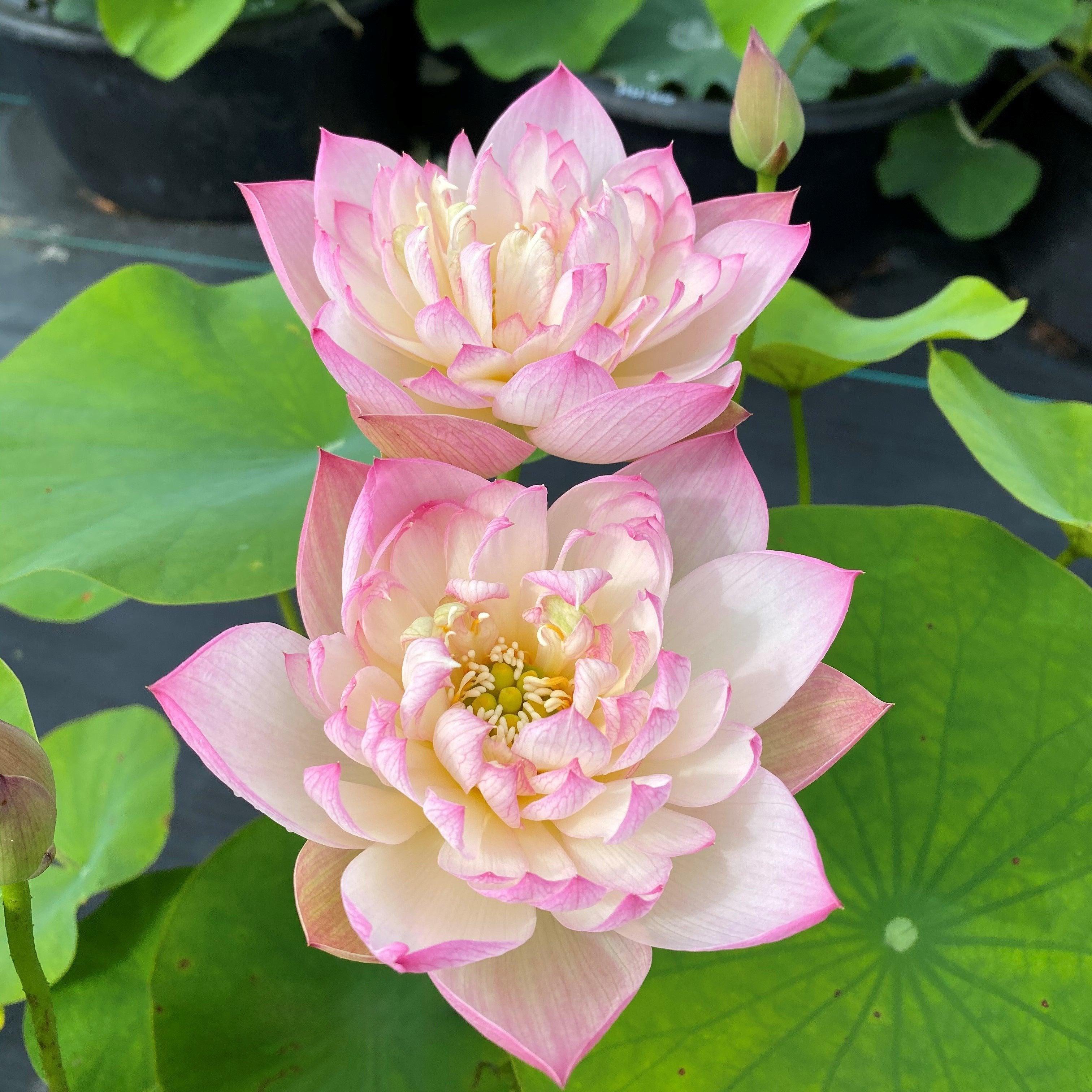 Apricot Pink Lotus (Bare Root) - Play It Koi