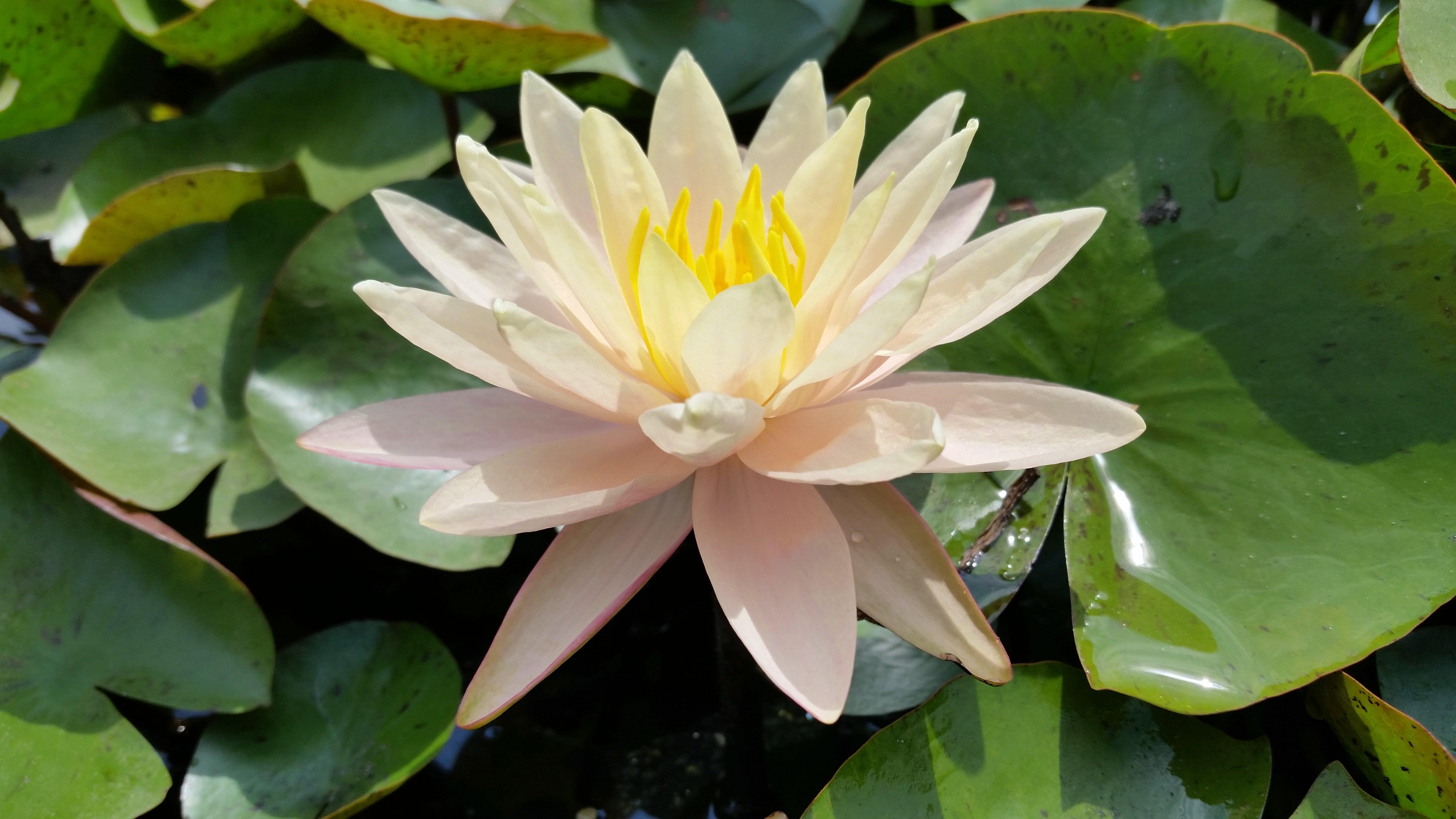 Barbara Dobbins Hardy Water Lily (Bare Root) - Play It Koi