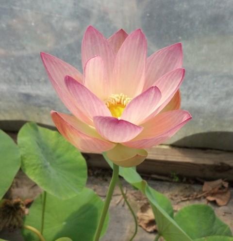 Beautiful Dancer Lotus (Bare Root)