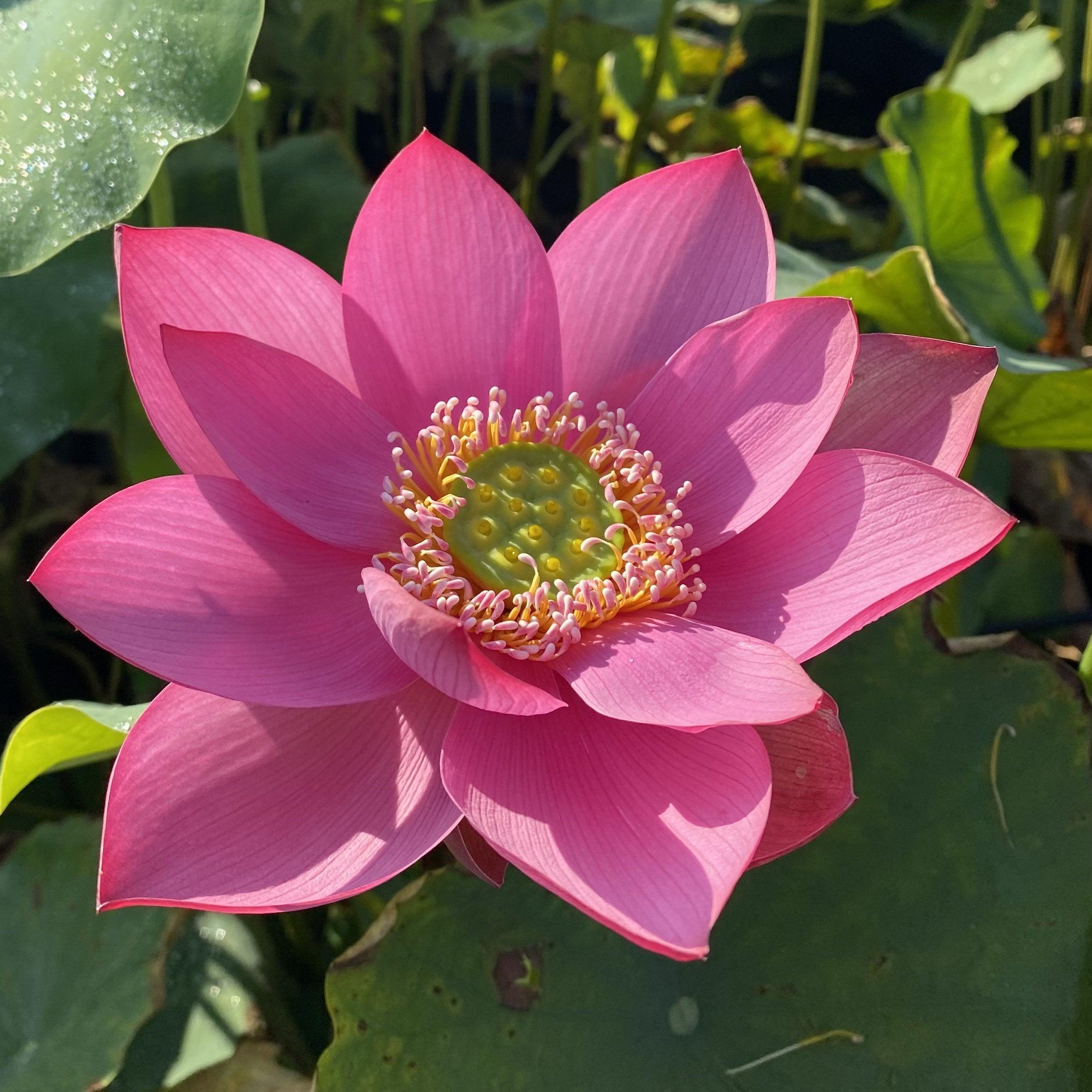 Beijing Temple of Heaven - Celestial Beauty Lotus (Bare Root) - Play It Koi