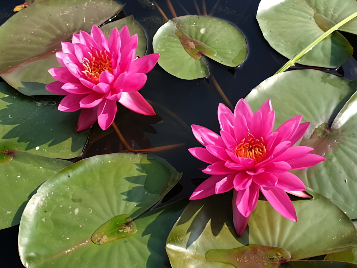 Nymphaea 'Bernice Ikins' Pink Hardy Lily bloom