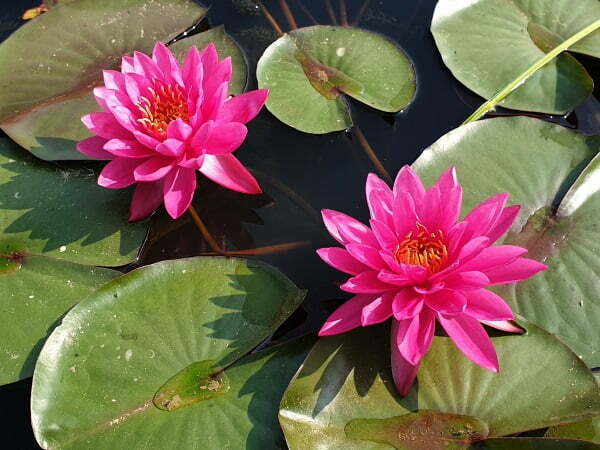 Nymphaea 'Bernice Ikins' Pink Hardy Lily (Bare Root)