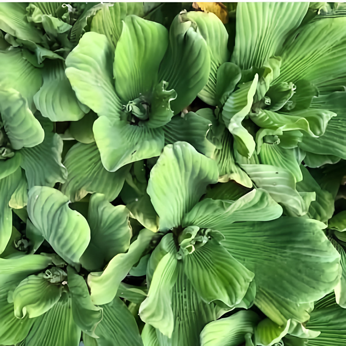 Blue Cloud Water Lettuce (FPBC Pistia) - Play It Koi