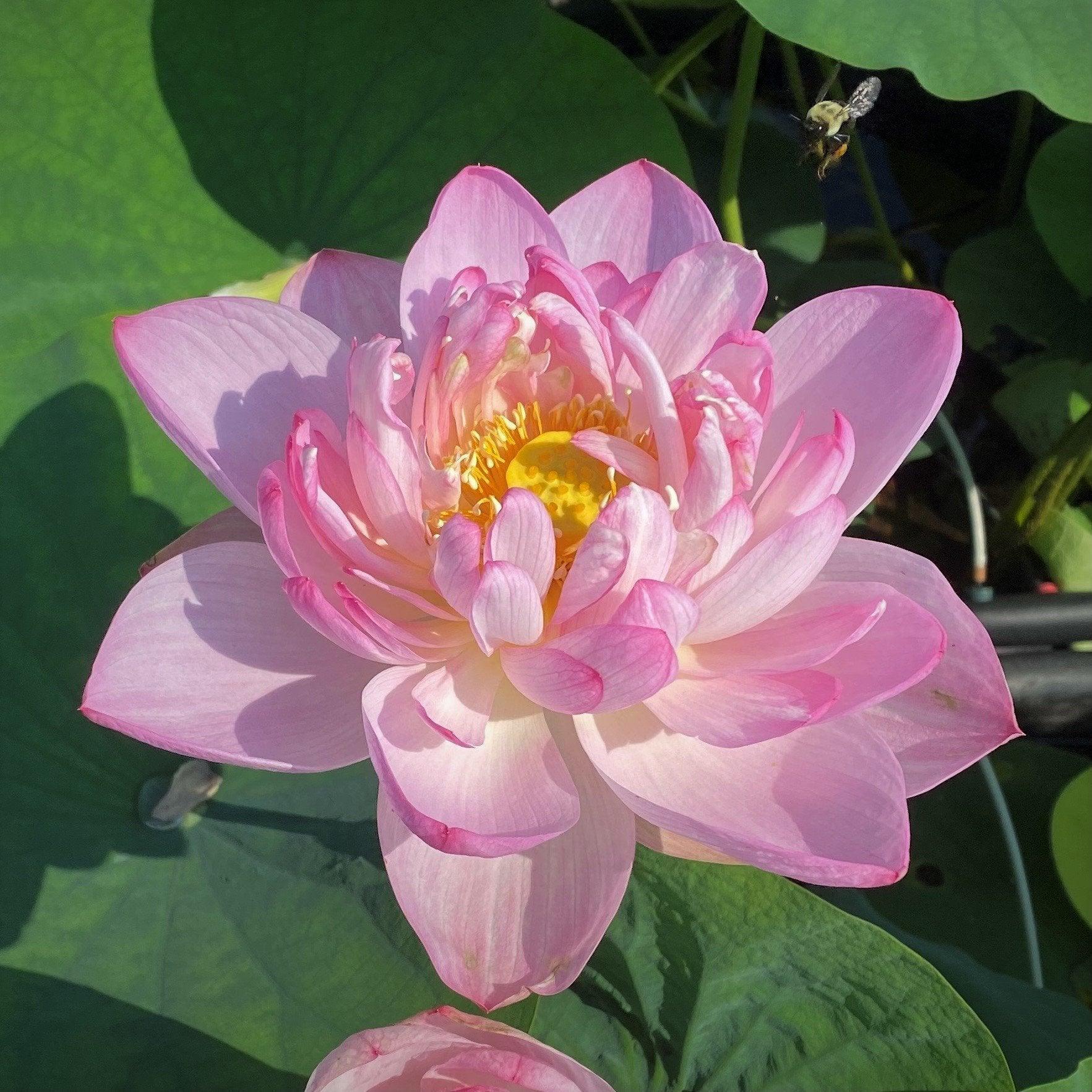 Blushing Bride Lotus (Bare Root) - Play It Koi