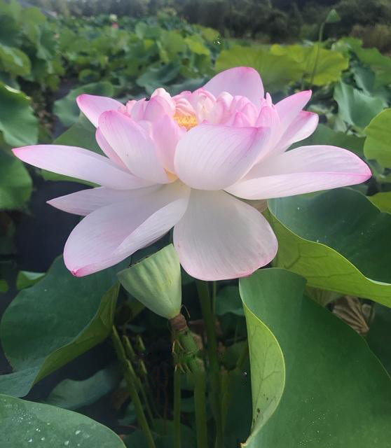 Blushing Bride Lotus (Bare Root) - Play It Koi