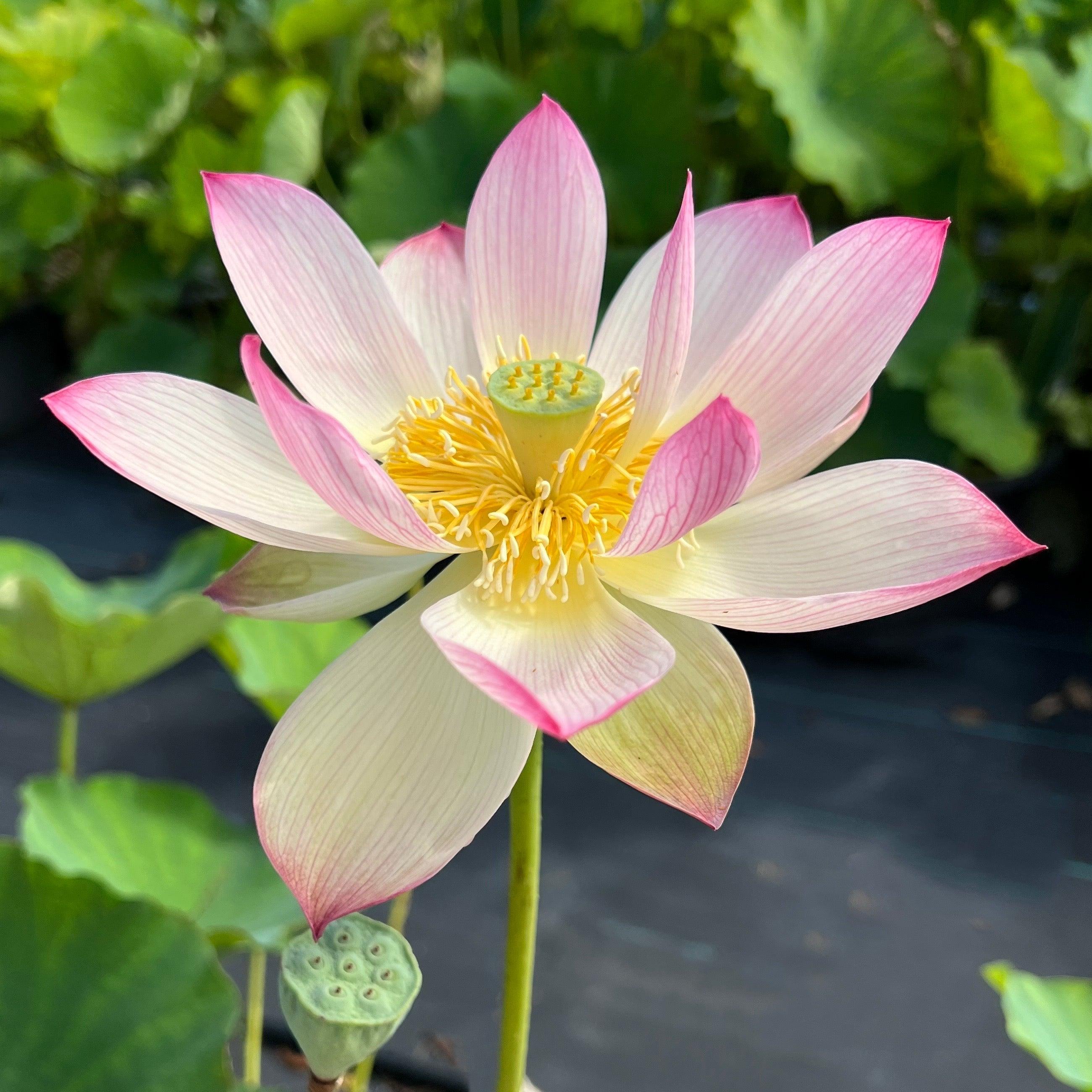 Blushing Fairy Lotus (Bare Root) - Play It Koi
