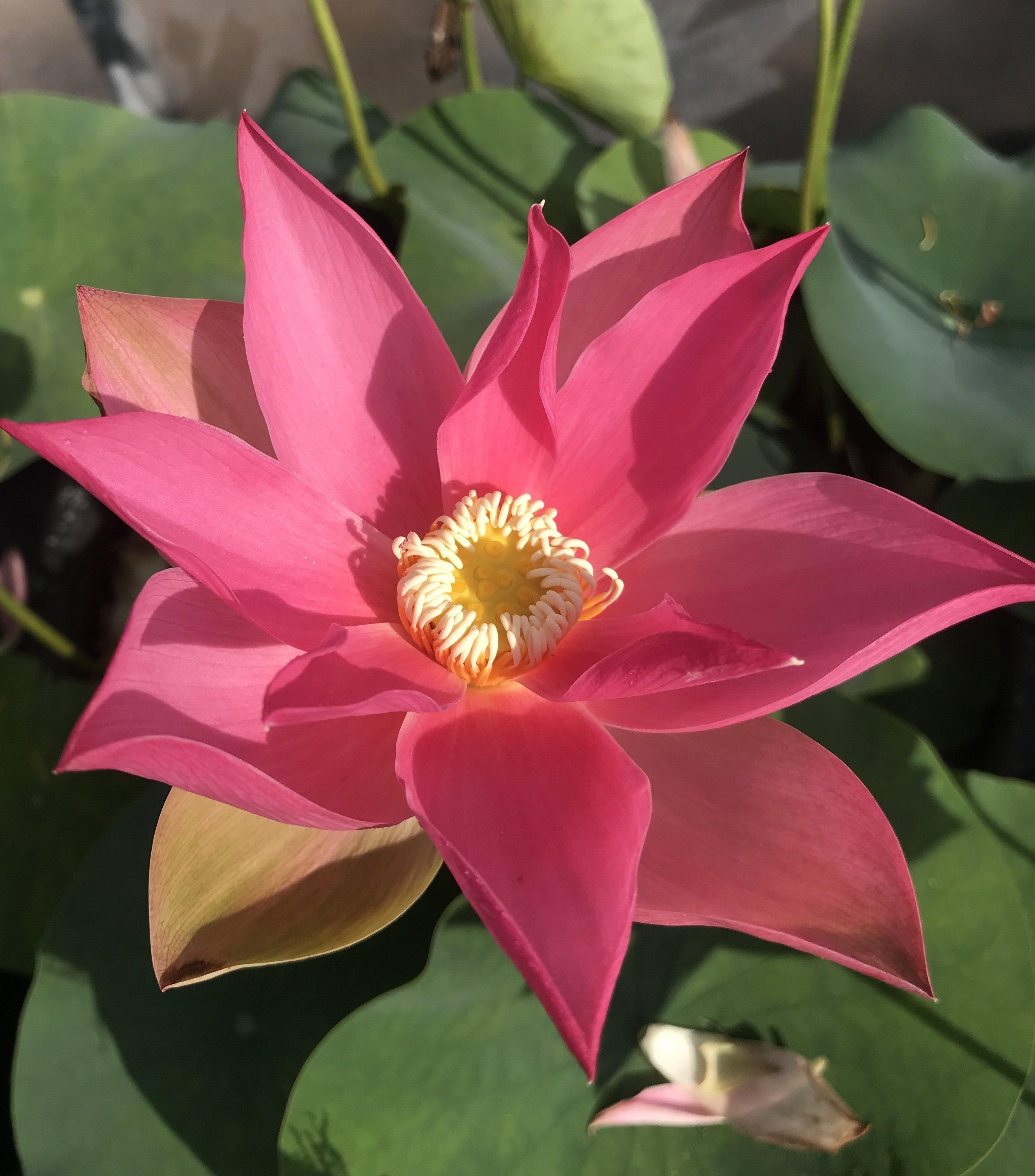 Brocade on Red Cloth Lotus (Bare Root) - Play It Koi