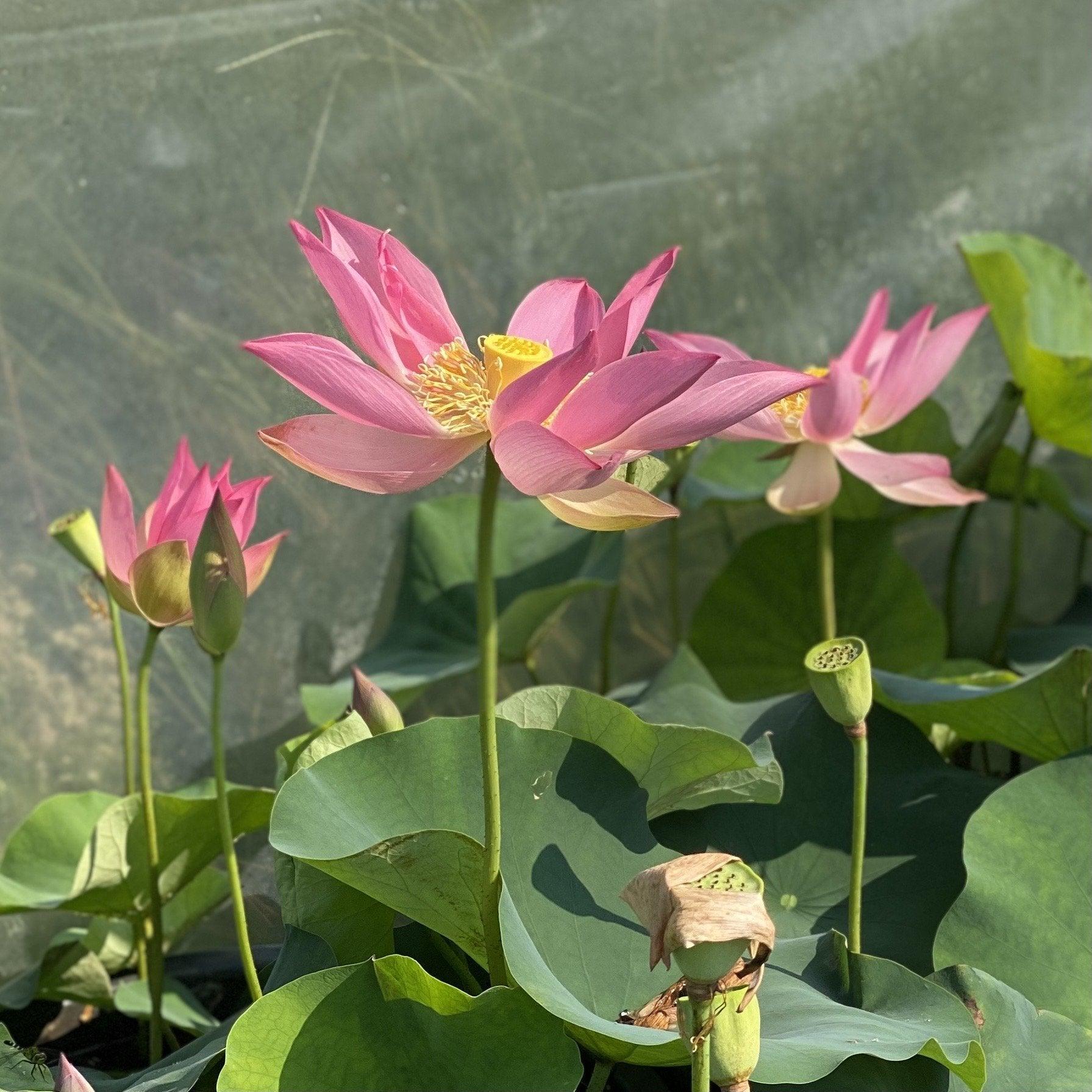 Brocade on Red Cloth Lotus (Bare Root) - Play It Koi