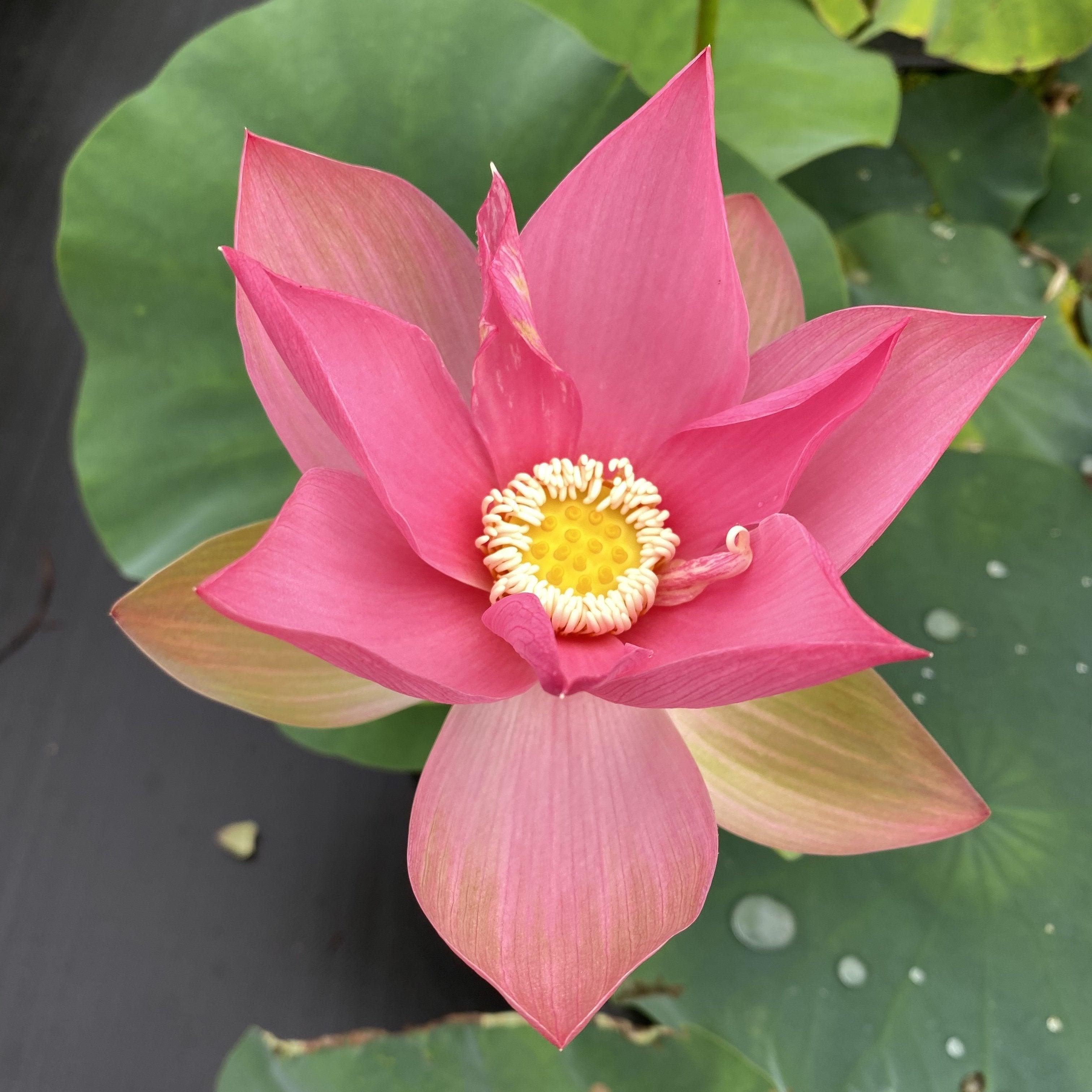 Brocade on Red Cloth Lotus (Bare Root) - Play It Koi