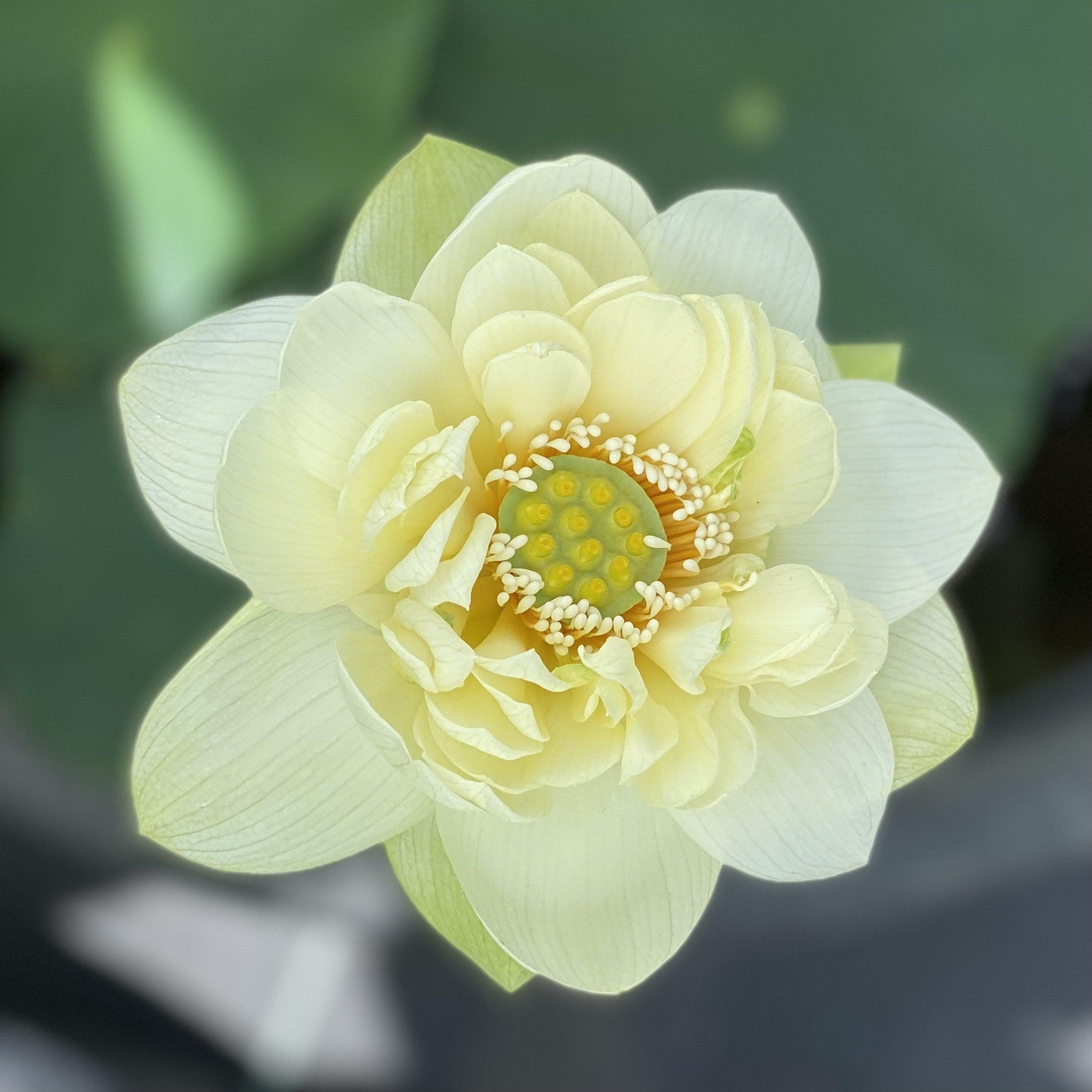 Butterscotch - An Indian Beauty Lotus (Bare Root) - Play It Koi