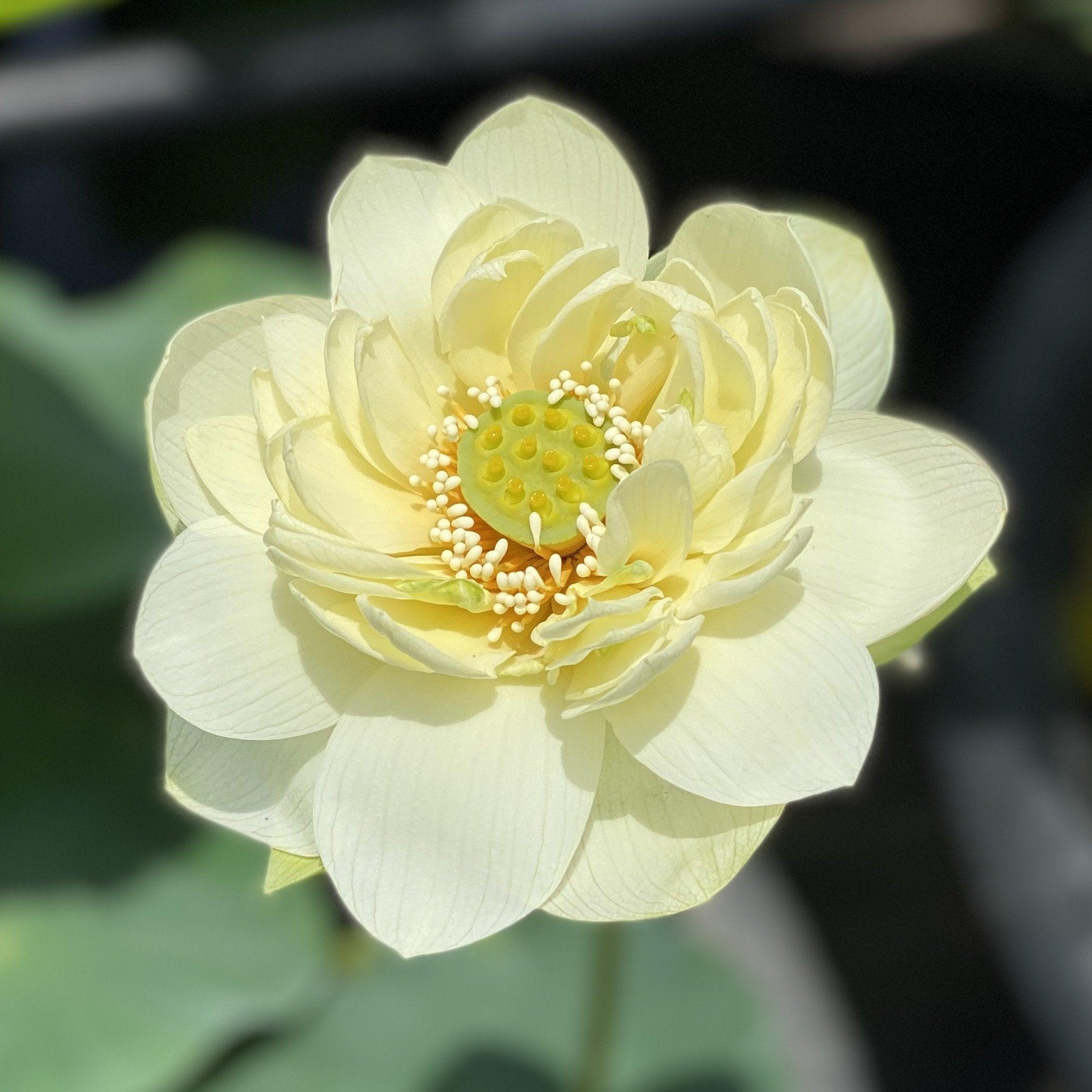 Butterscotch - An Indian Beauty Lotus (Bare Root) - Play It Koi