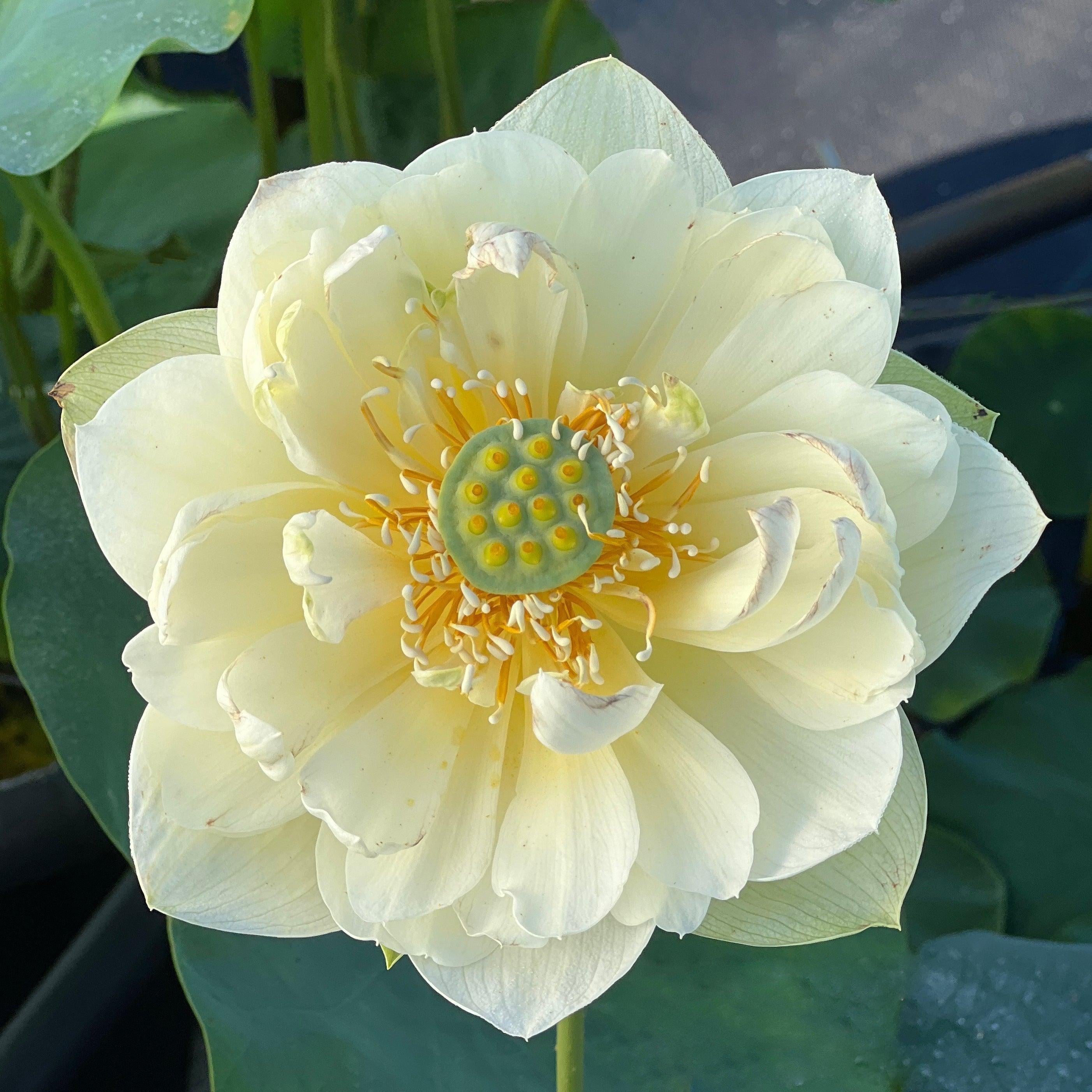 Butterscotch - An Indian Beauty Lotus (Bare Root) - Play It Koi