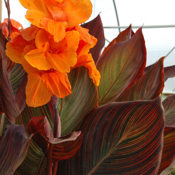 トップス canna. Canna 'African Sunset' (Bare Root)