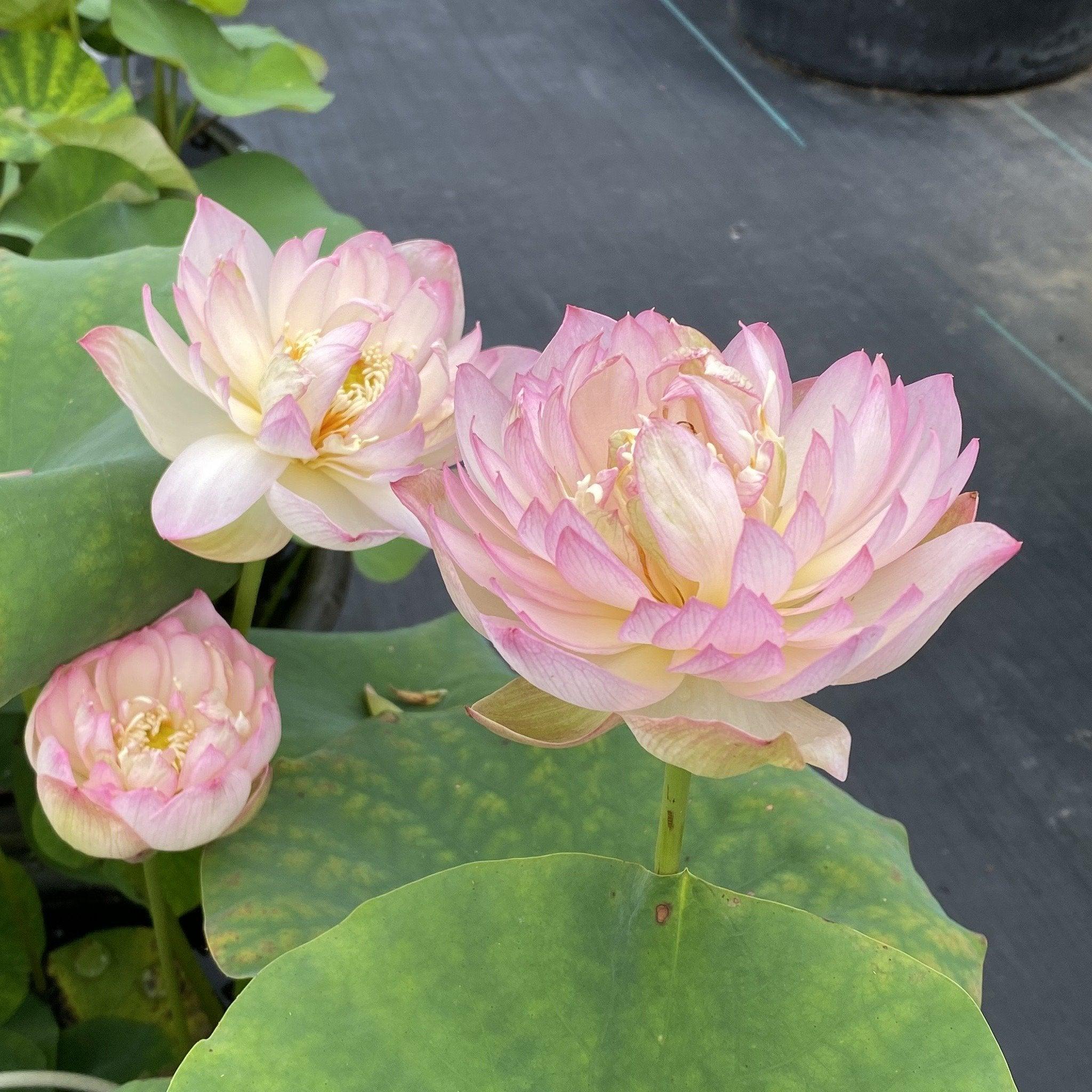 Carobee - Delicate Perfection Lotus (Bare Root) - Play It Koi