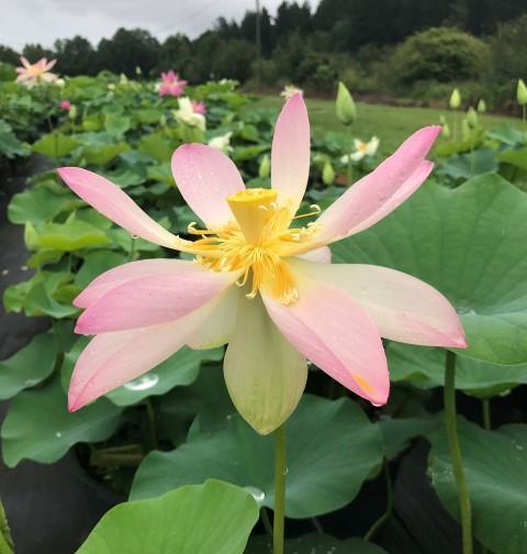 Carolina Queen Lotus (Bare Root) - Play It Koi