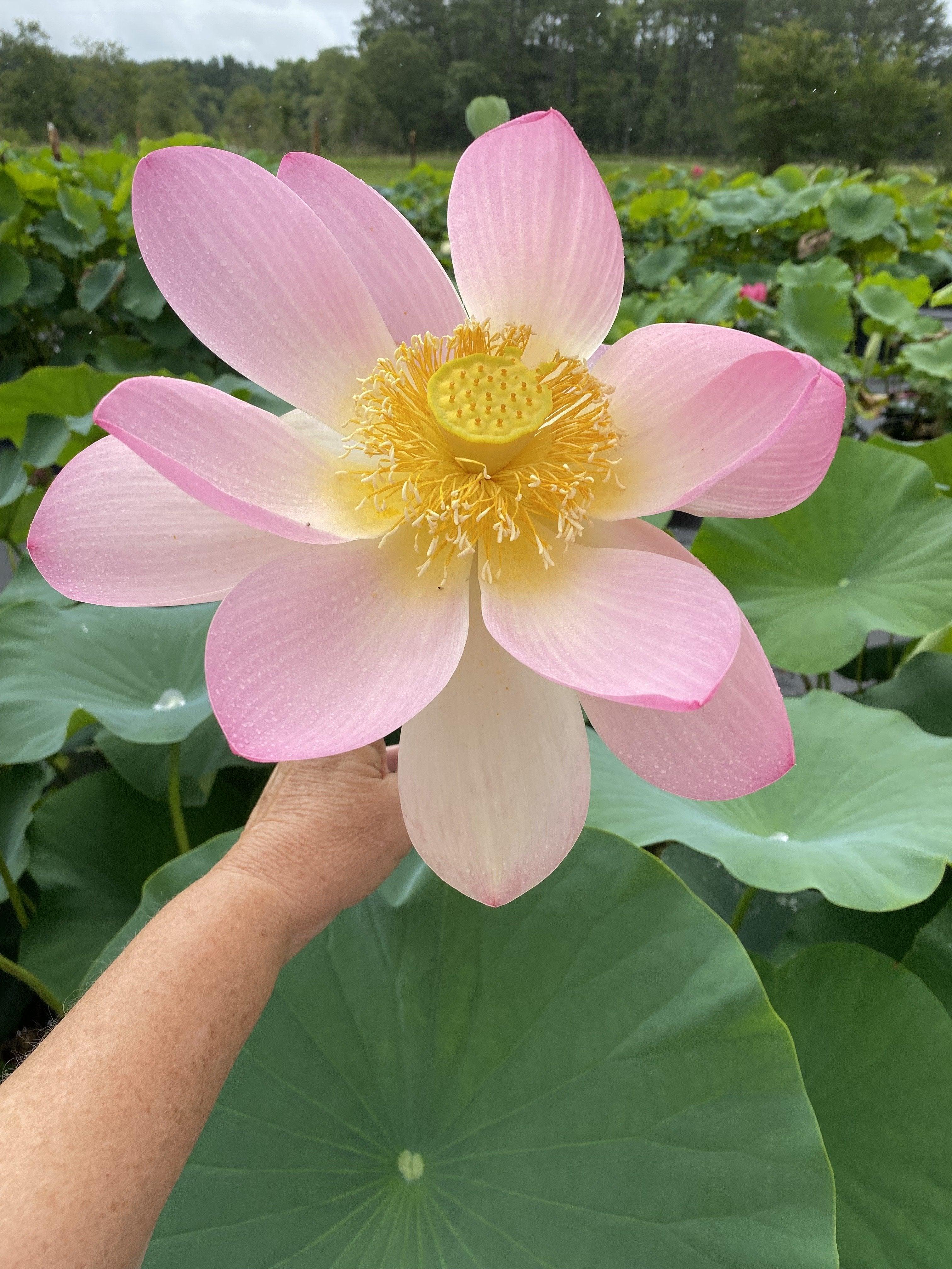 Carolina Queen Lotus (Bare Root) - Play It Koi