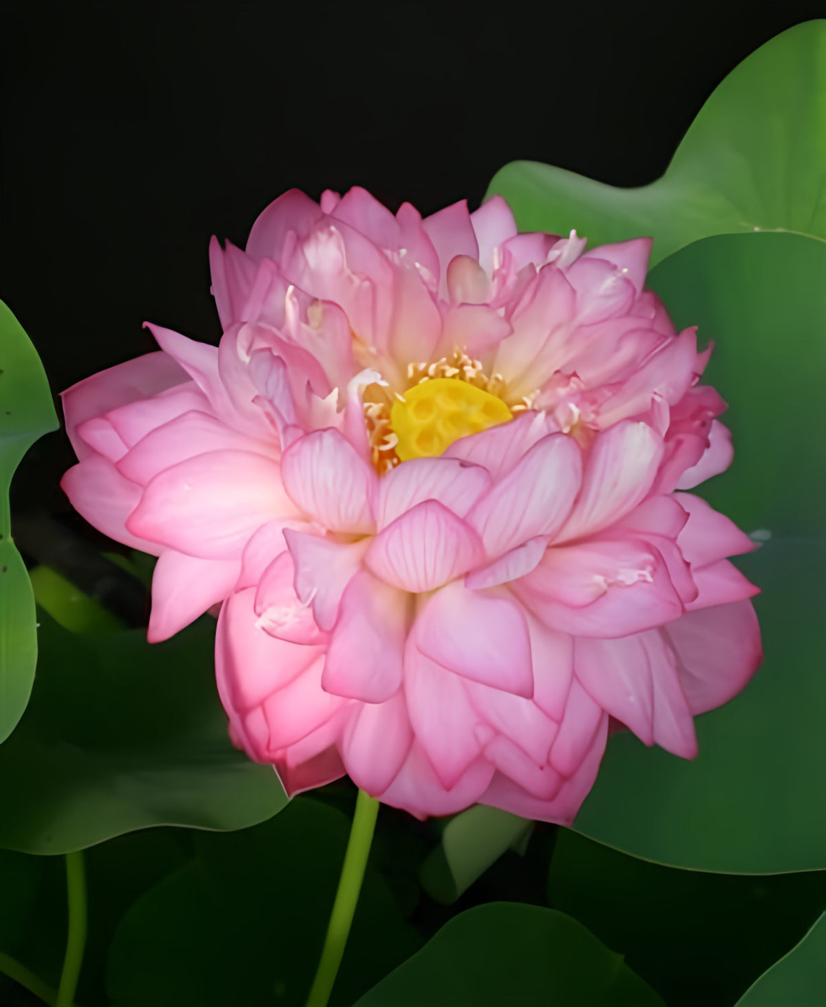 Celebration - Party Time Lotus (Bare Root) - Play It Koi