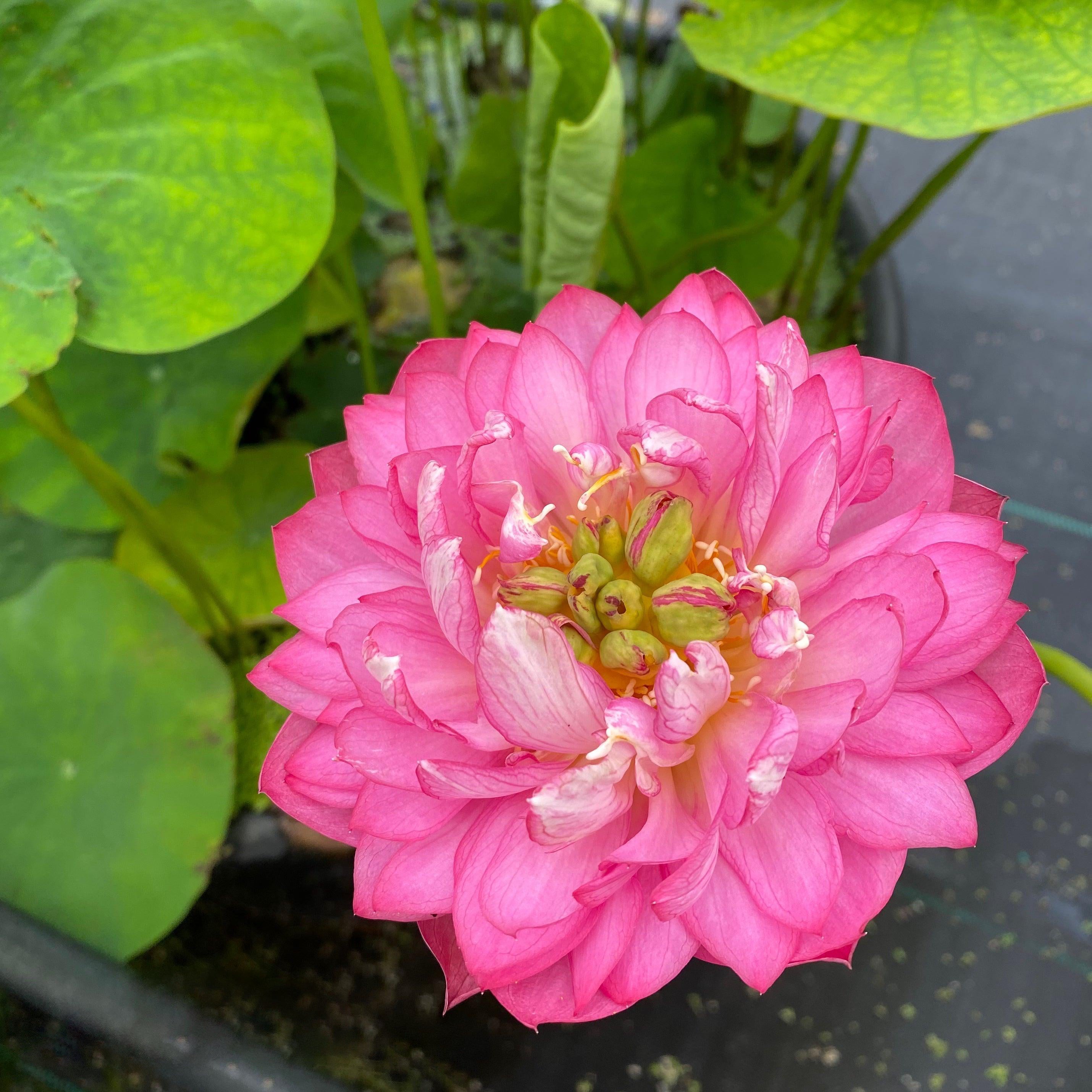 Pink Lotus Plants for Sale | Blush to Rose Sacred Lotus Varieties