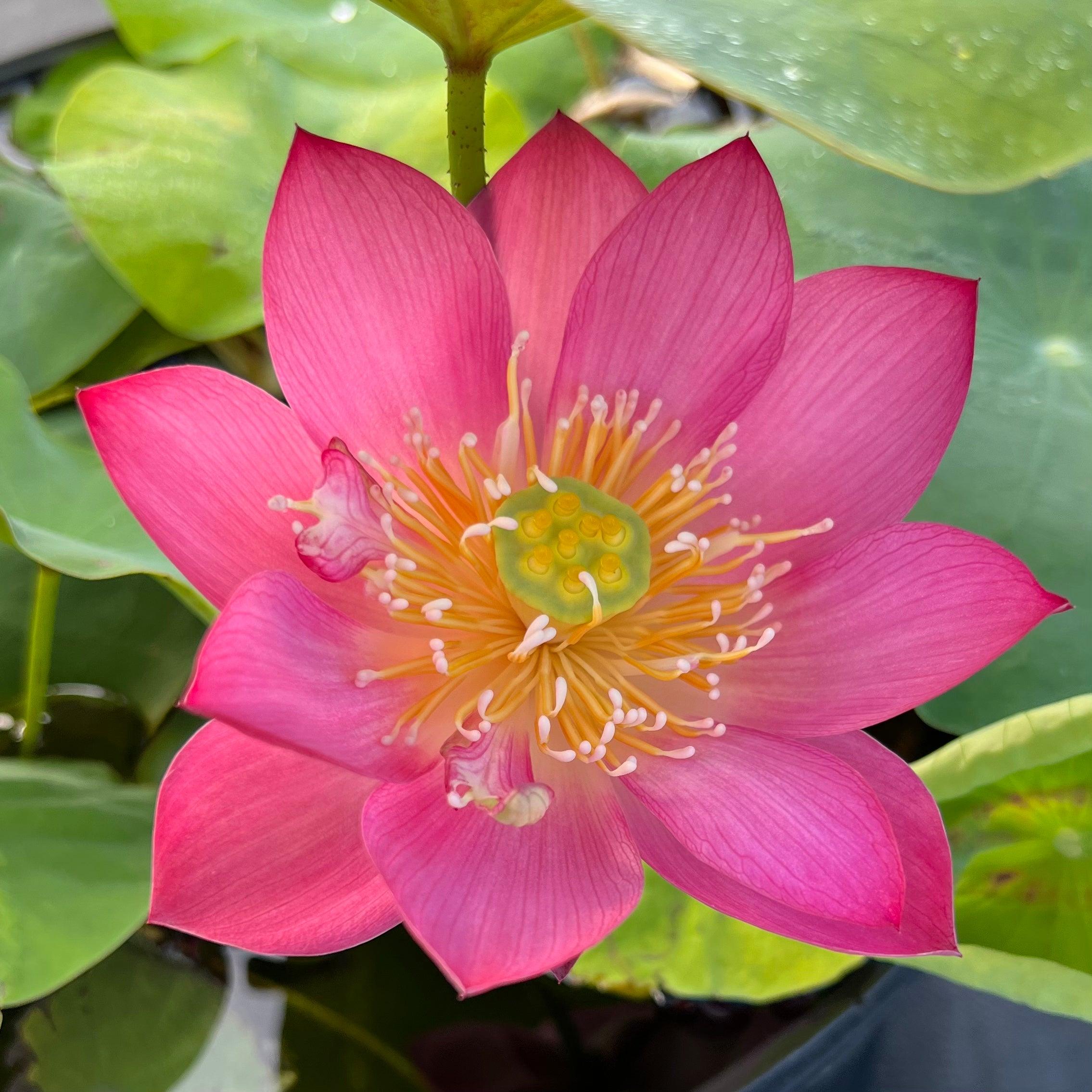 Child Rhyme Miniature Lotus Lotus (Bare Root) - Play It Koi