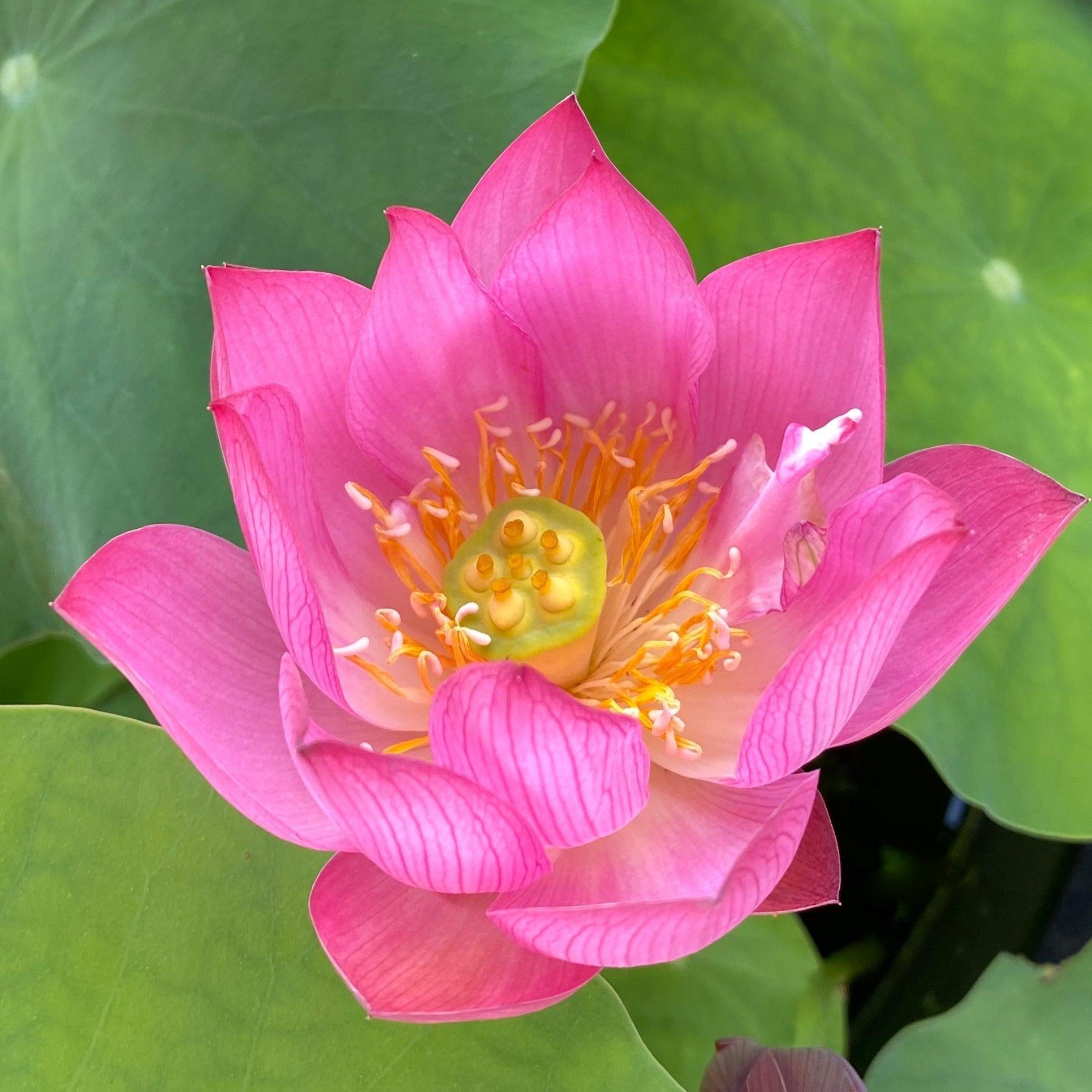 Child Rhyme Miniature Lotus Lotus (Bare Root) - Play It Koi