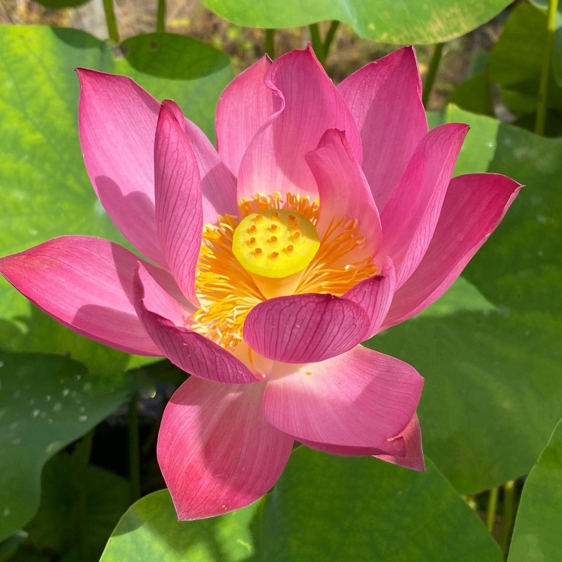 Child Rhyme Miniature Lotus Lotus (Bare Root) - Play It Koi