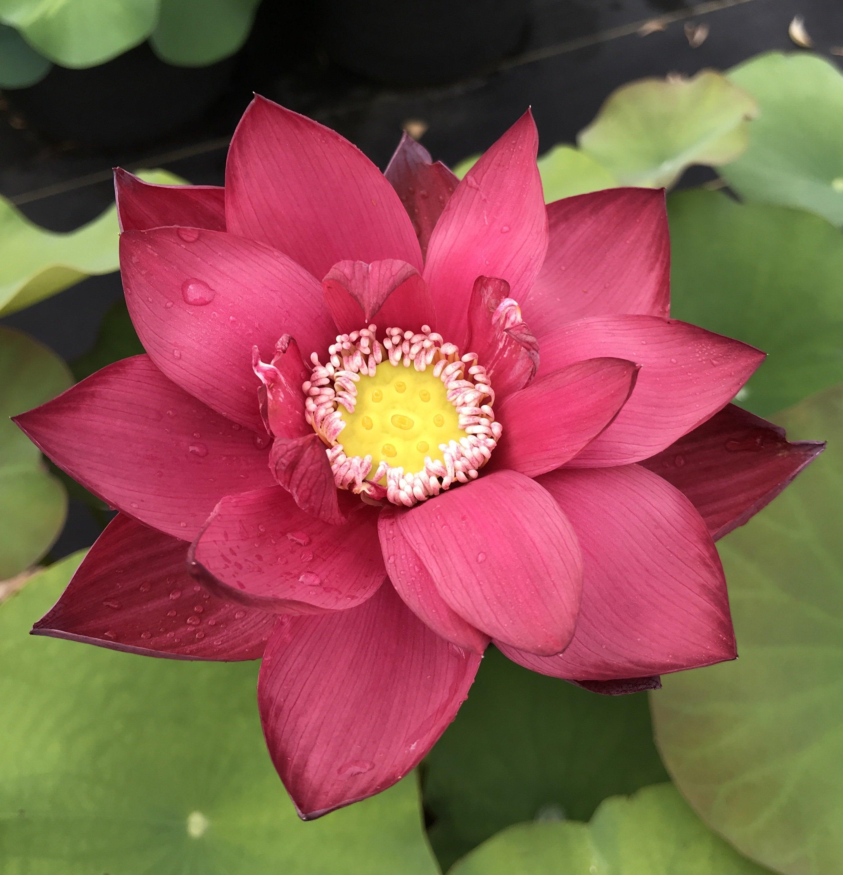 Chinese Red Beijing Lotus (Bare Root) - Play It Koi