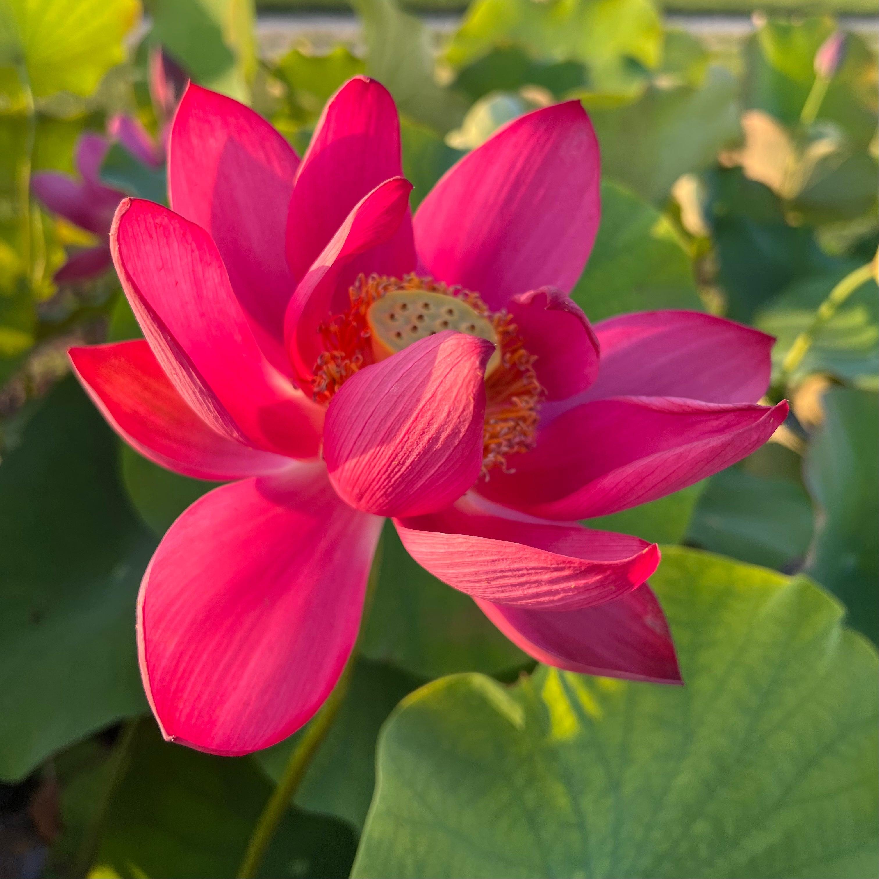 Chinese Red Beijing Lotus (Bare Root) - Play It Koi