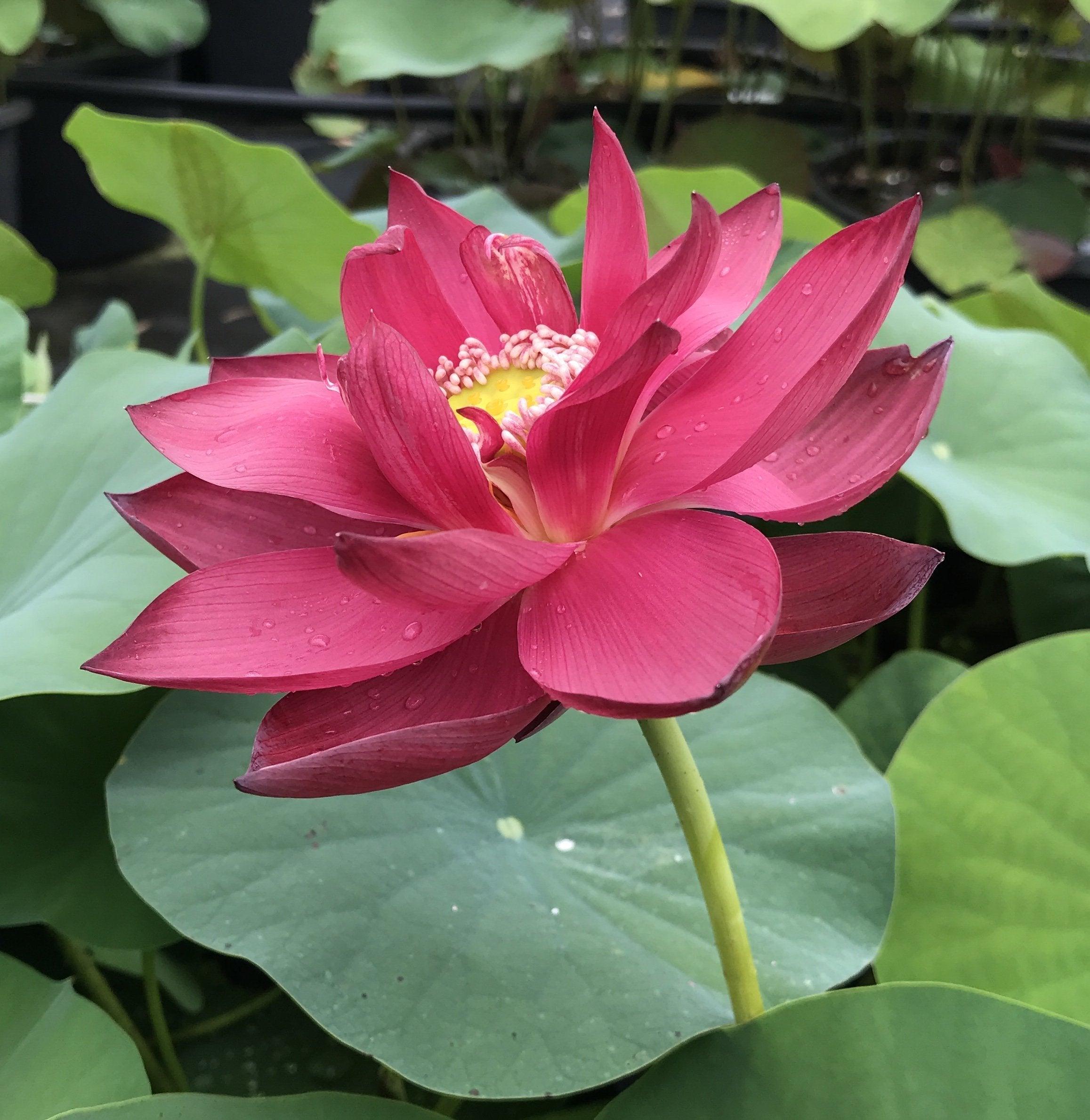 Chinese Red Beijing Lotus (Bare Root) - Play It Koi