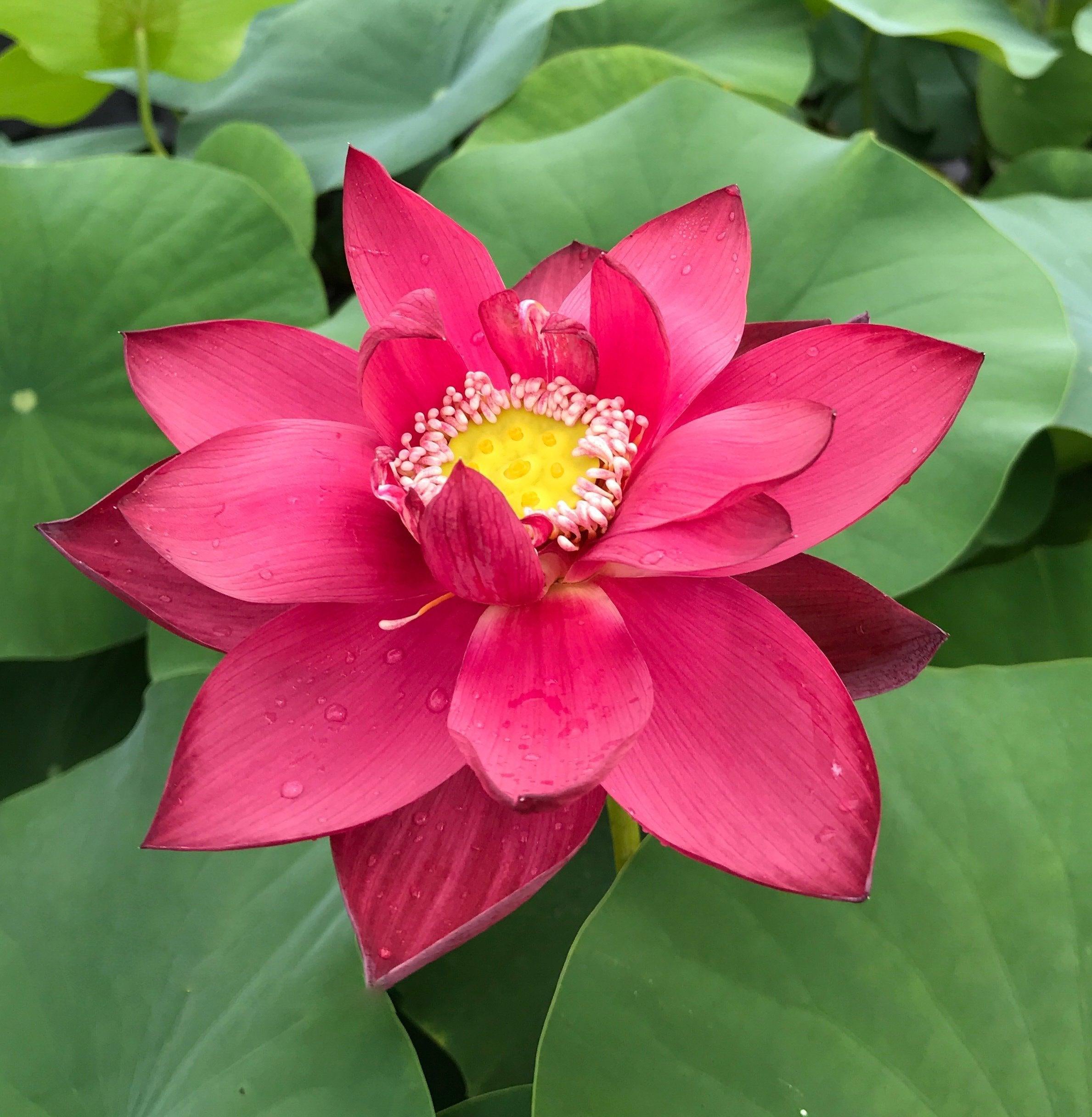 Chinese Red Beijing Lotus (Bare Root) - Play It Koi