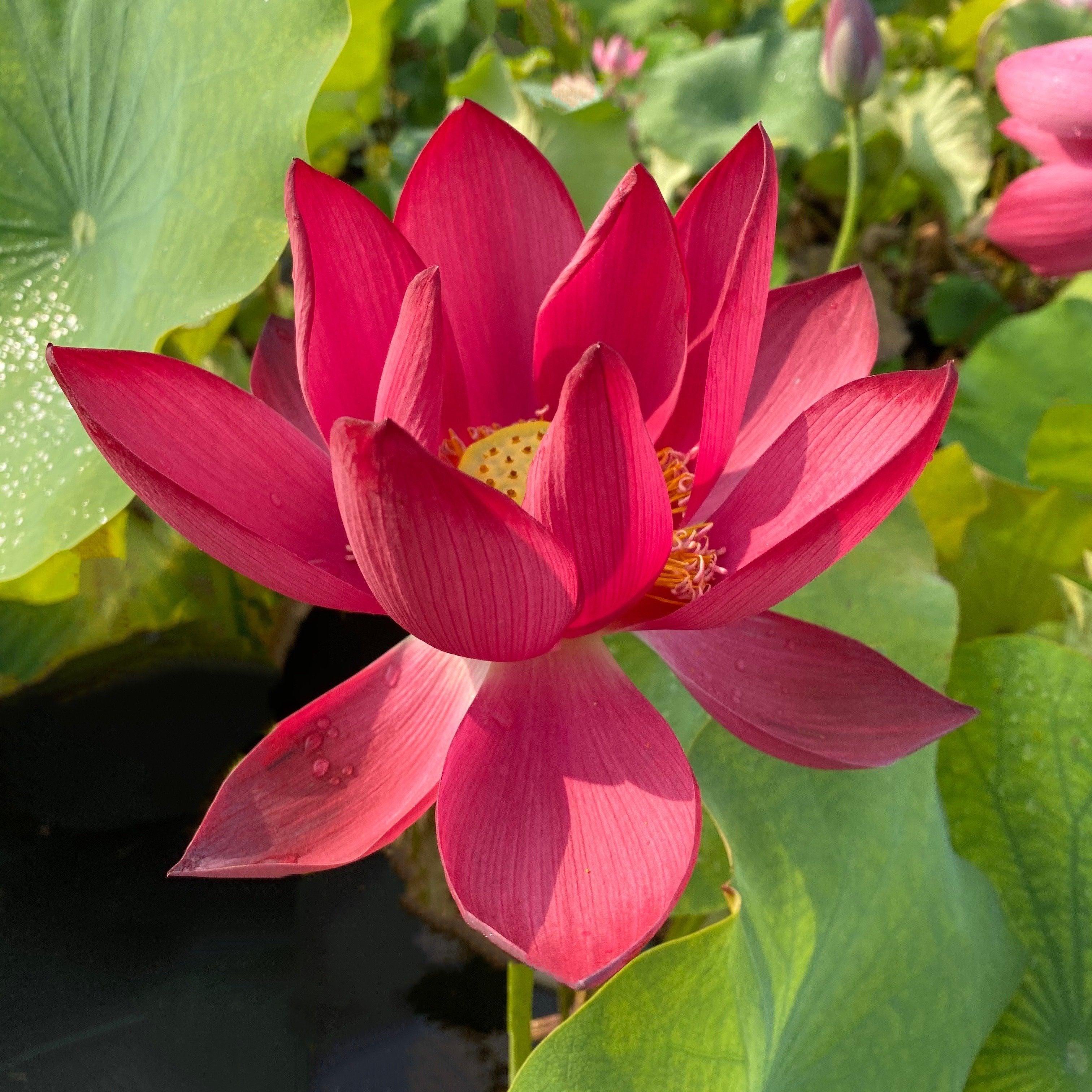 Chinese Red Beijing Lotus (Bare Root) - Play It Koi