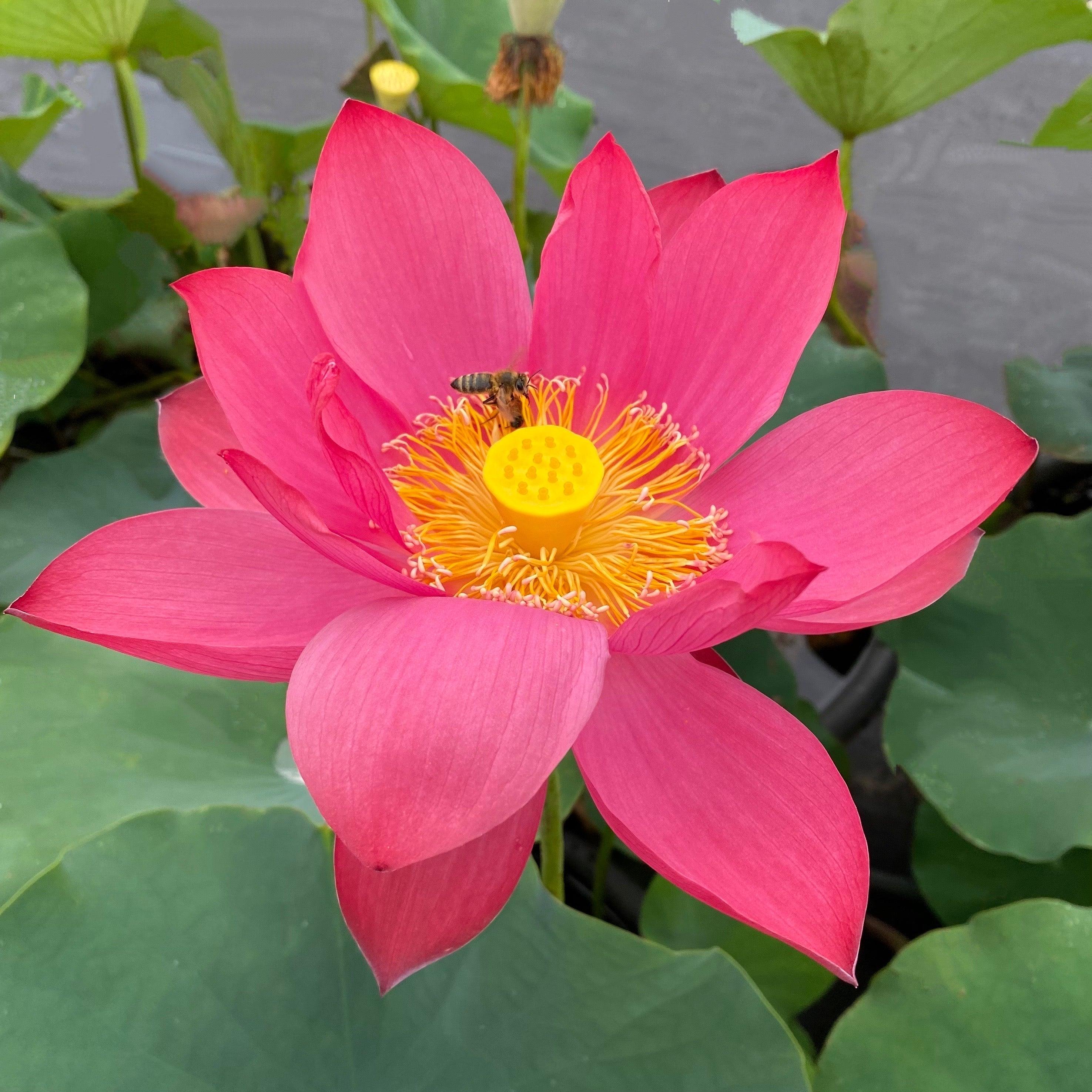 Chinese Red Jiaxing Lotus (Bare Root) - Play It Koi