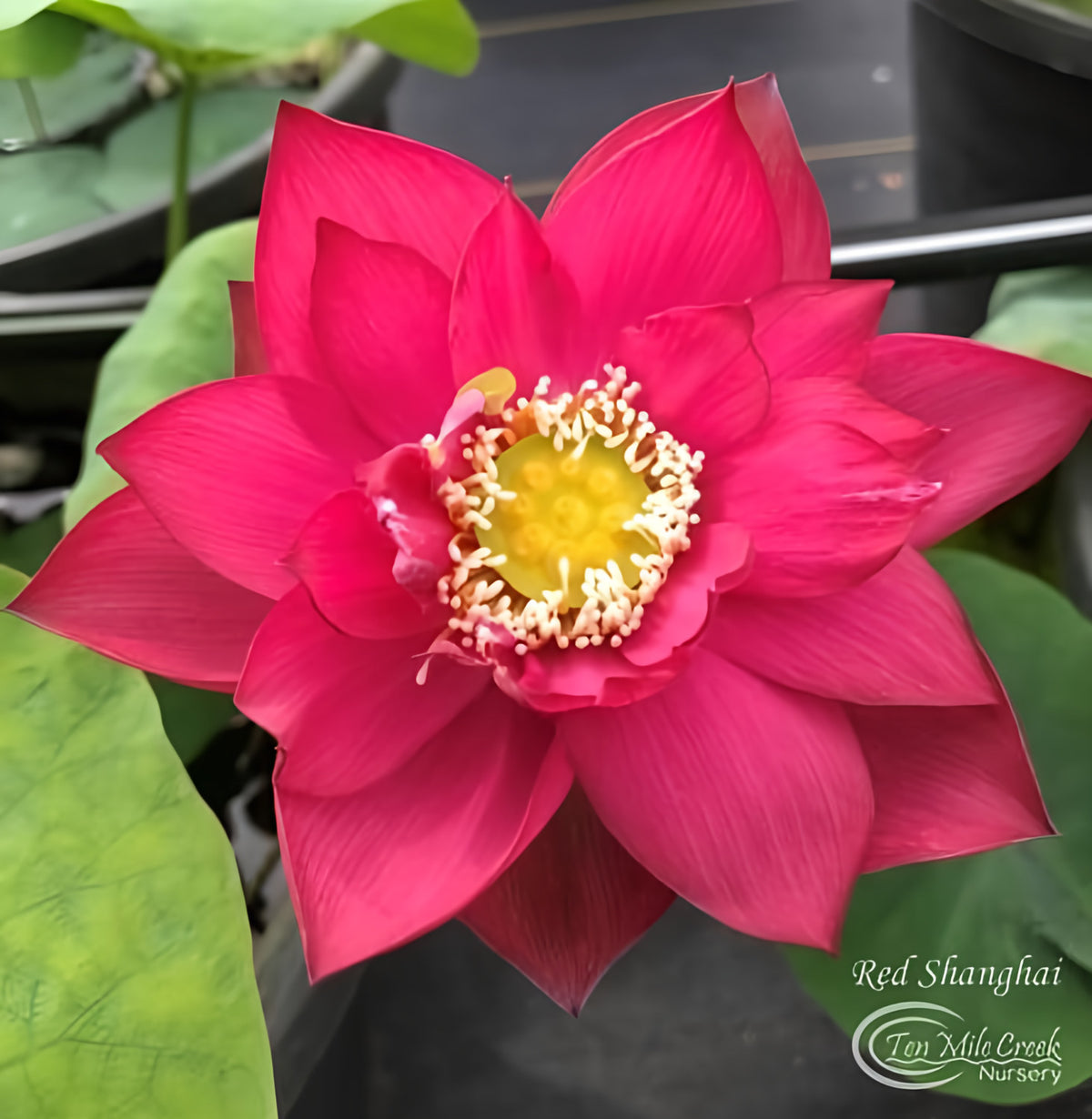 Chinese Red Shanghai - Ten Mile Creek Nursery
