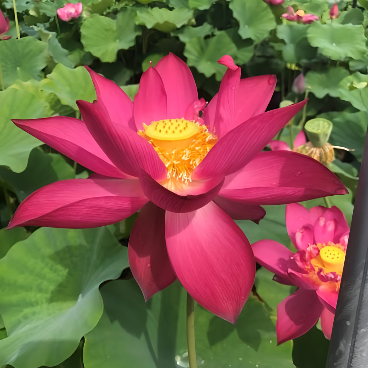Chinese Red Shanghai - Glorious Red! - Ten Mile Creek Nursery