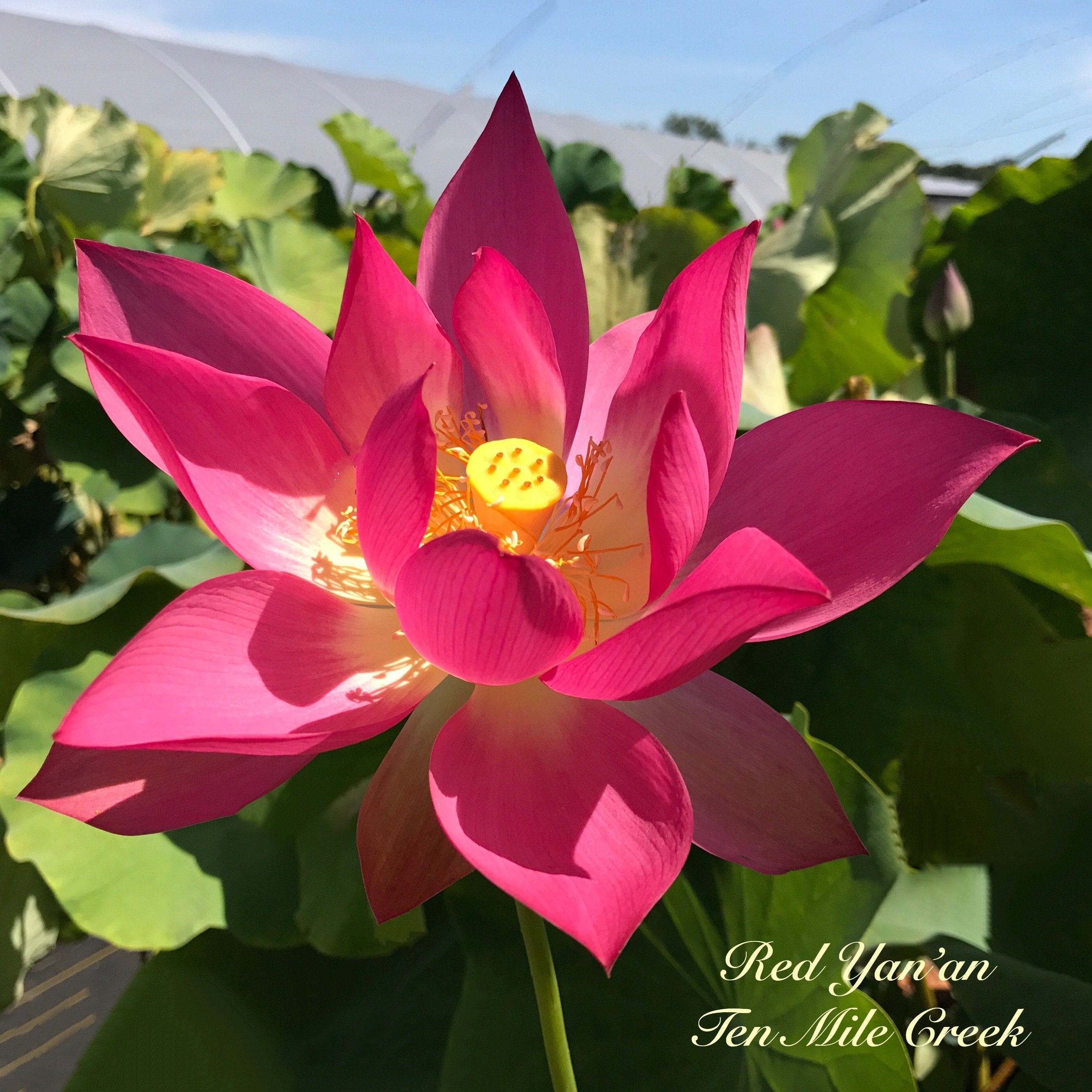 Chinese Red Yan'an - Ten Mile Creek Nursery