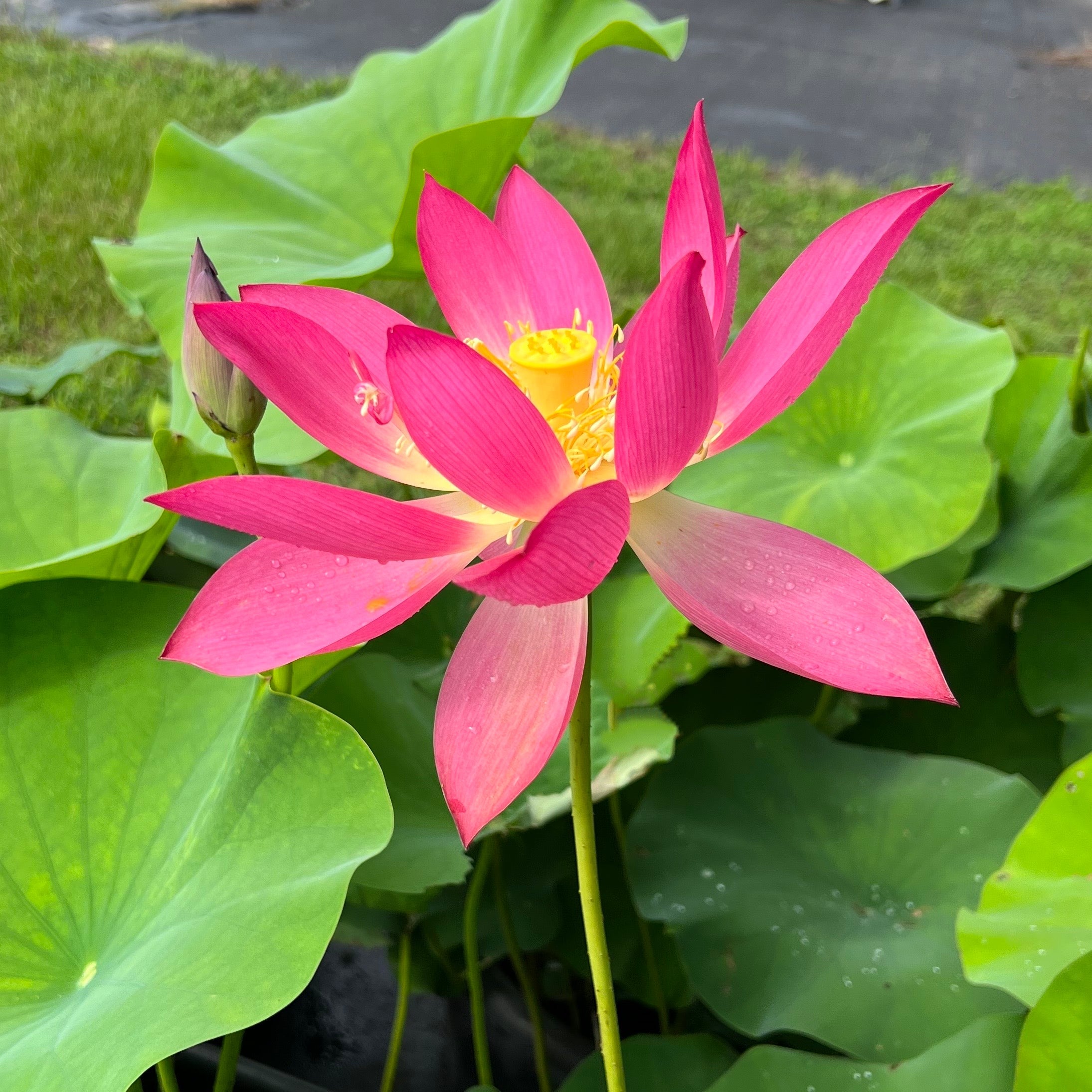 Chinese Red Yan'an - Ten Mile Creek Nursery