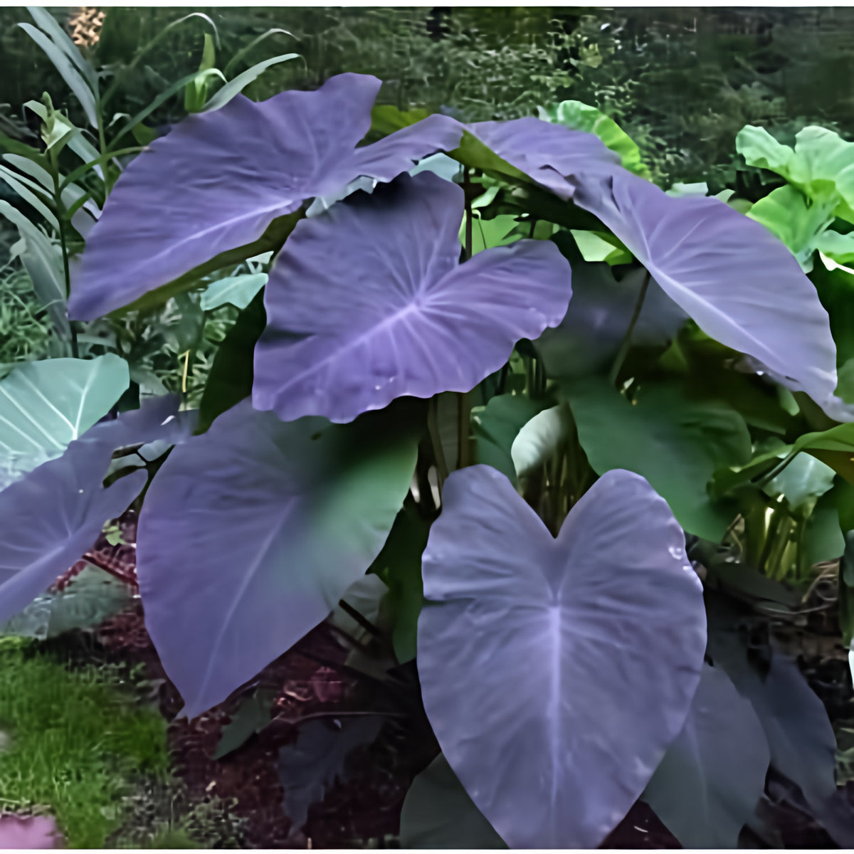 Colocasia Esculenta 'Black Magic' Taro (Bare Root) - Play It Koi