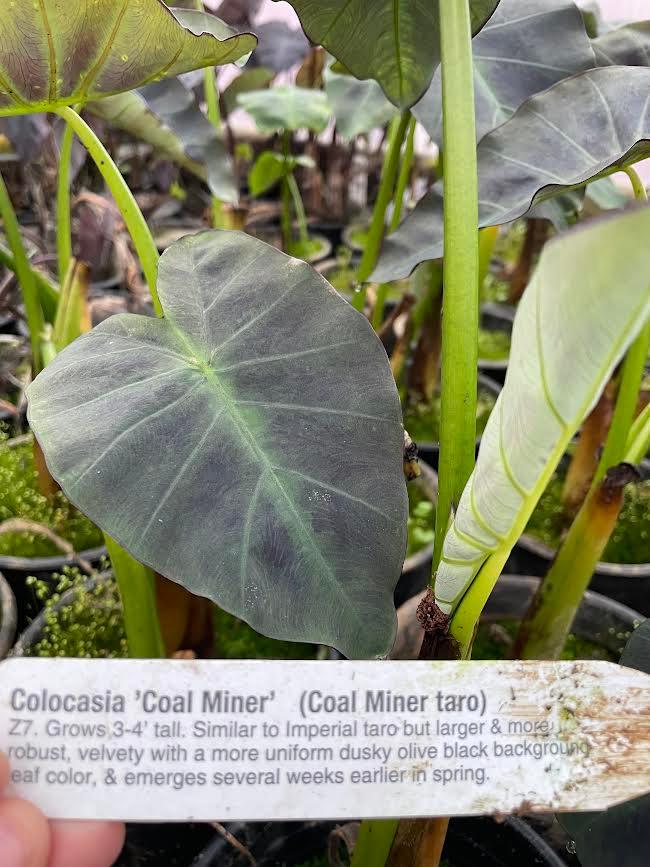 Colocasia esculenta - 'Coal Miner' (Bare Root) - Play It Koi