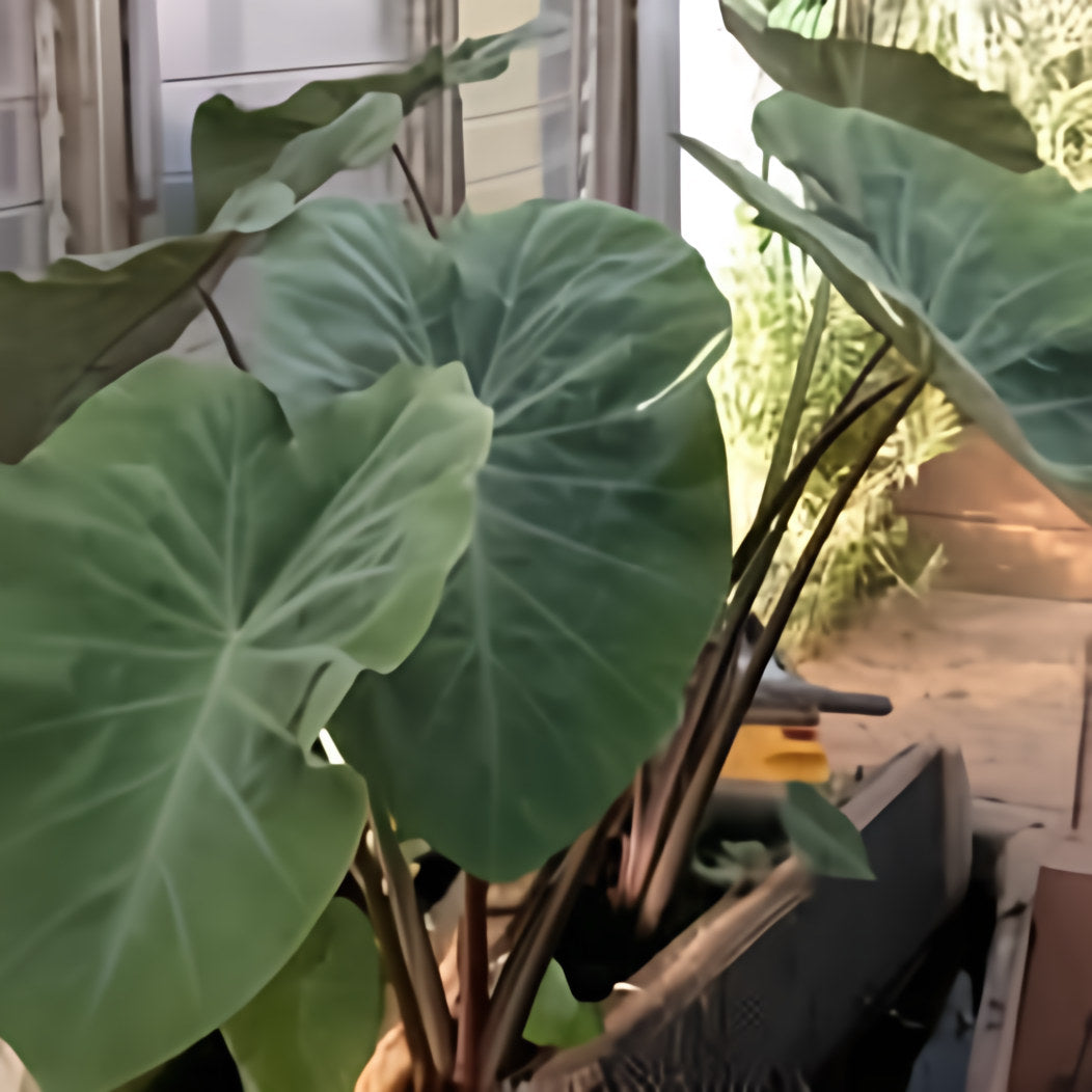 Colocasia Esculenta 'Fontanesia' - Black Stemmed Taro (Bare Root) - Play It Koi