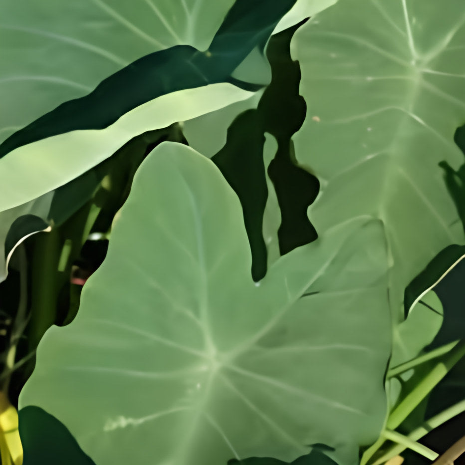 Taro Plants