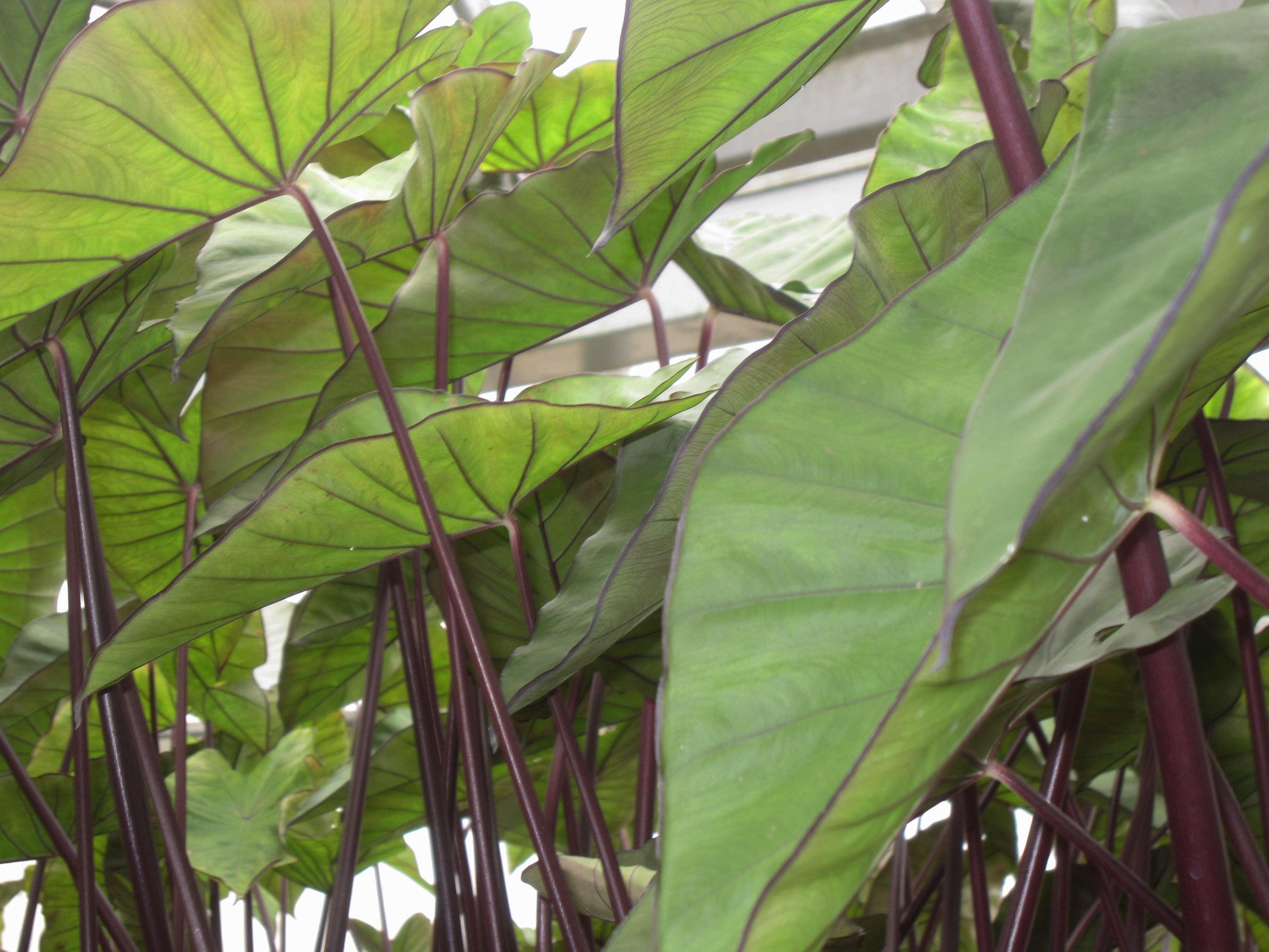 Colocasia esculenta 'Violet Stem' Taro (Bare Root) - Play It Koi